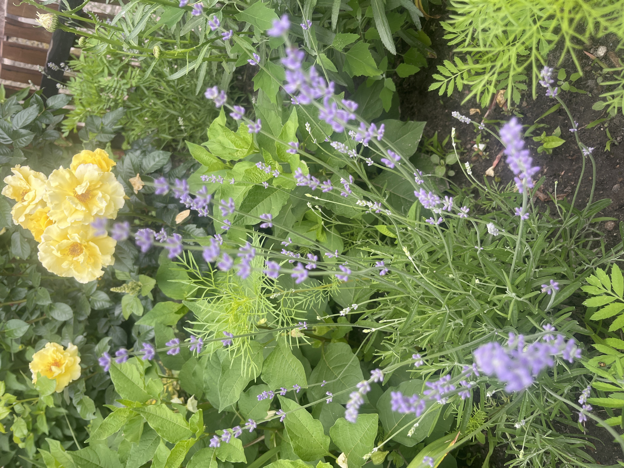 The image displays a close-up view of a garden bed in Vasylkiv, Ukraine. In the foreground, a cluster of lavender plants with purple flowers is prominent. Behind the lavender, large green leaves are visible, interspersed with yellow roses. The background includes a wooden fence, suggesting the garden is adjacent to a property. The soil is dark and appears moist. The lighting suggests it is daytime, with a slightly overcast sky. No people or animals are visible in the frame. The scene is a naturalistic outdoor setting.