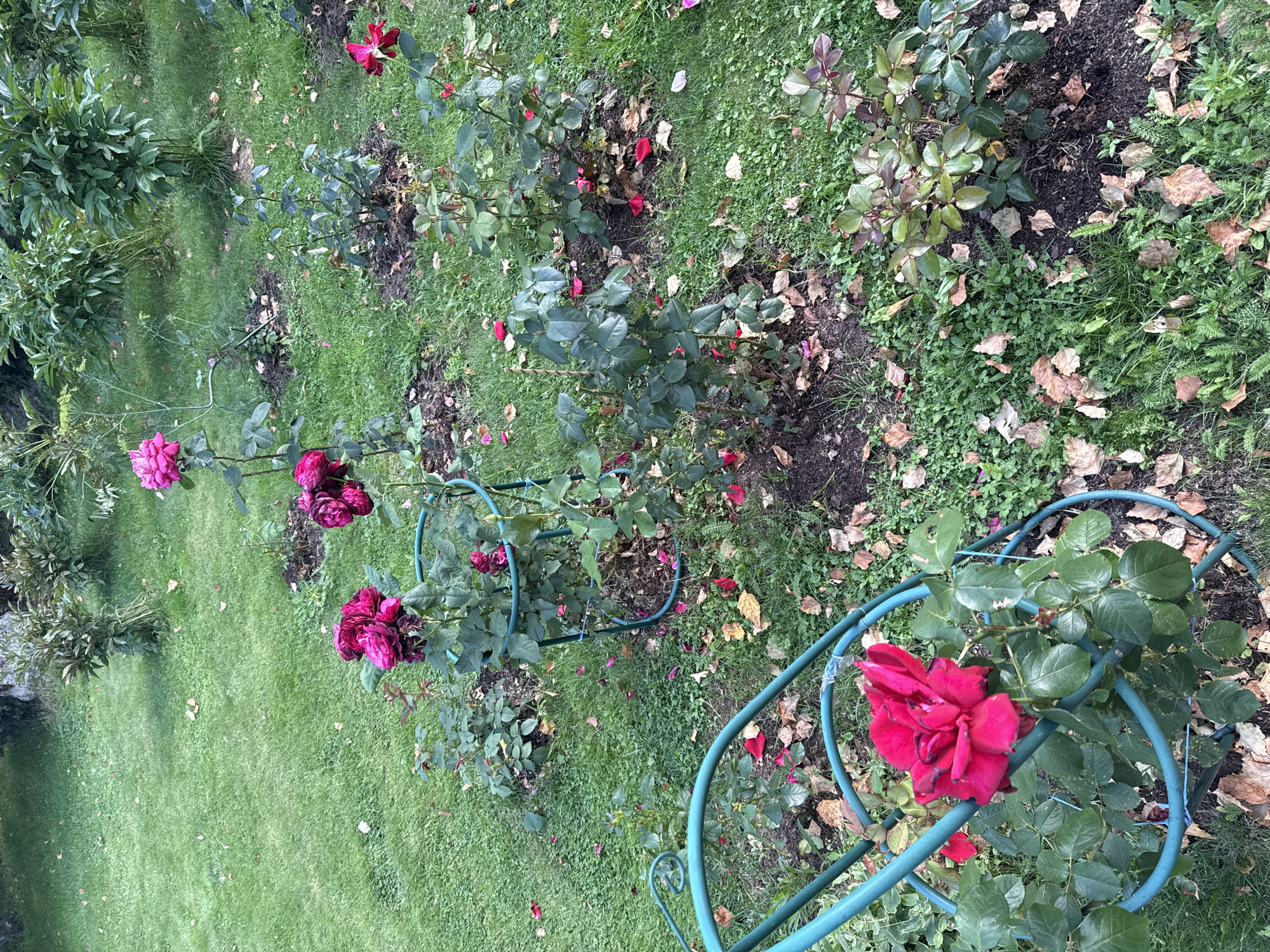 This image captures a garden scene with blooming rose bushes, located in Yukki, Russia. The garden features several rose plants in various stages of bloom, with vibrant pink and deep red flowers. Some roses are supported by green metal trellises. The ground is covered in green grass, interspersed with fallen leaves and petals, suggesting an autumn setting. In the background, there are other leafy plants and shrubs. The overall environment appears to be a well-maintained garden space, likely a private residence or park, devoid of any human presence.