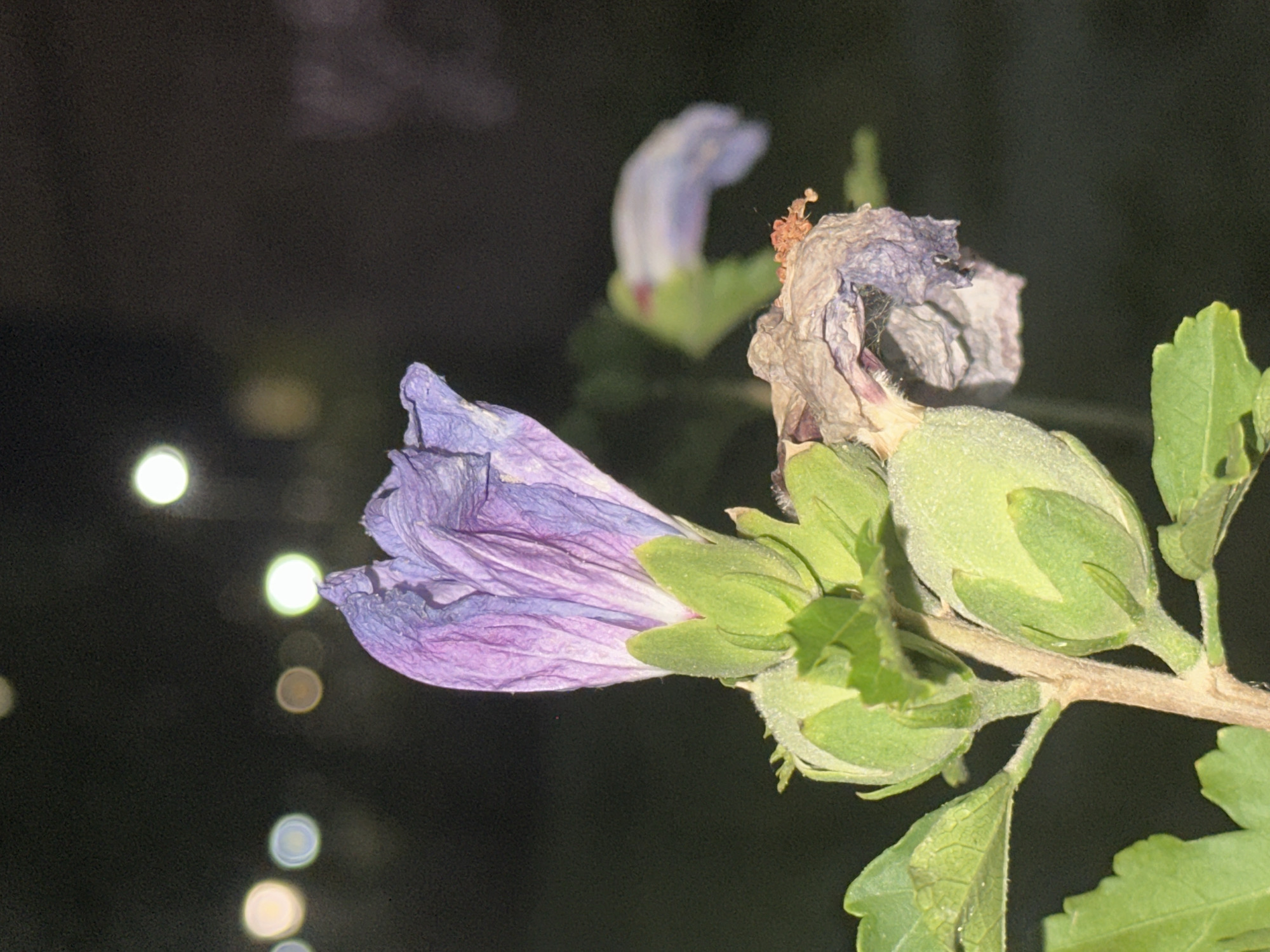 The image displays a close-up view of a dying purple hibiscus flower against a dark, bokeh-filled background. The flower's petals are wilted and appear to be decaying, with some areas showing a papery texture. Green sepals and unopened flower buds are visible below the main flower. Several bright, circular bokeh lights are scattered in the upper portion of the image, suggesting an artificial light source at a distance, possibly streetlights or lights from a building. The overall scene is dimly lit and appears to be outdoors at night. The location is identified as Nevinnomyssk, Russia.