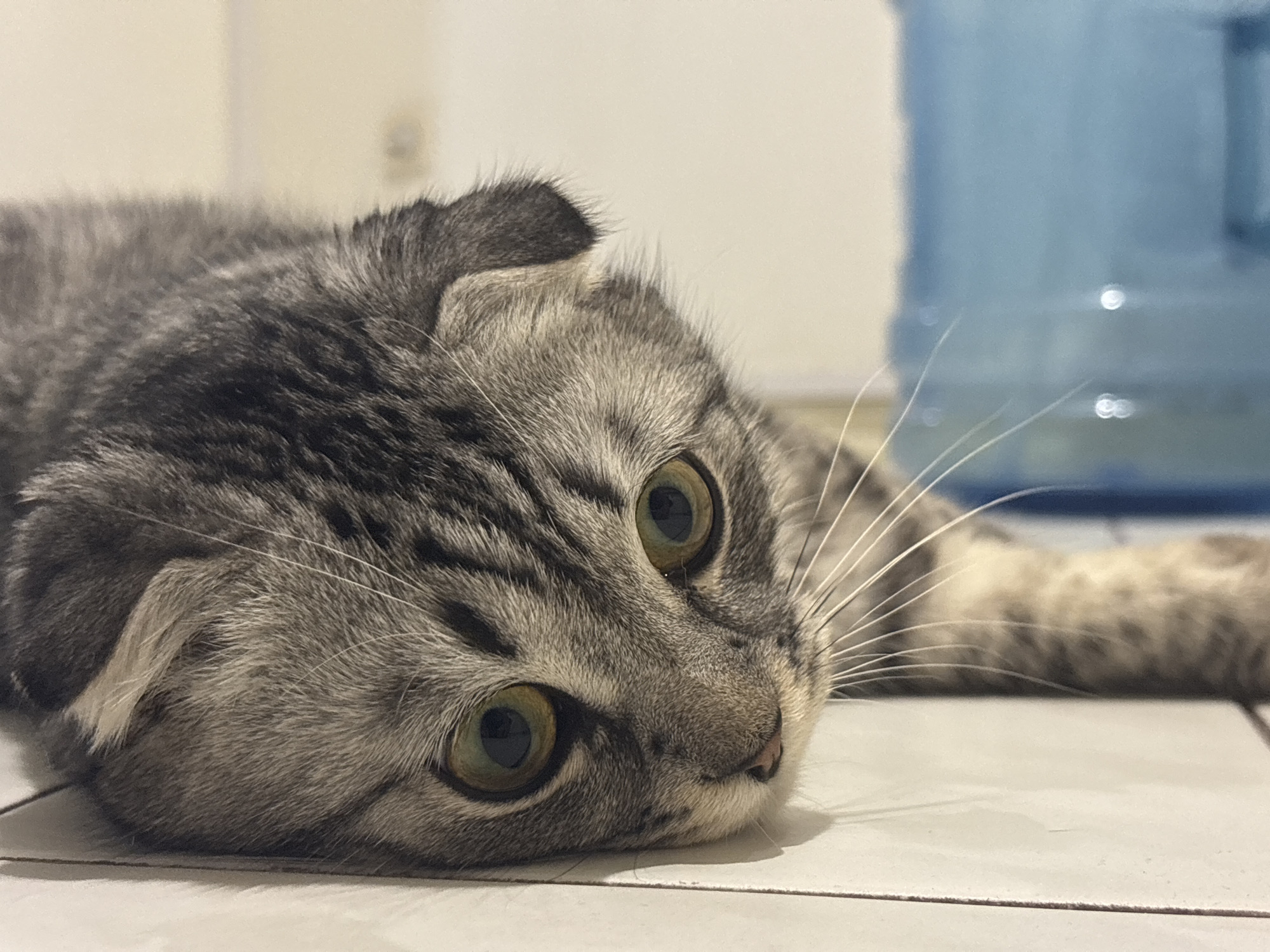 A gray tabby cat with folded ears lies on a light-colored tiled floor. Its head is resting on the floor, and it is looking directly at the camera with green eyes. A blurry object, possibly a water cooler, is in the background. There is no indication that the photograph was taken in Perm, Russia.