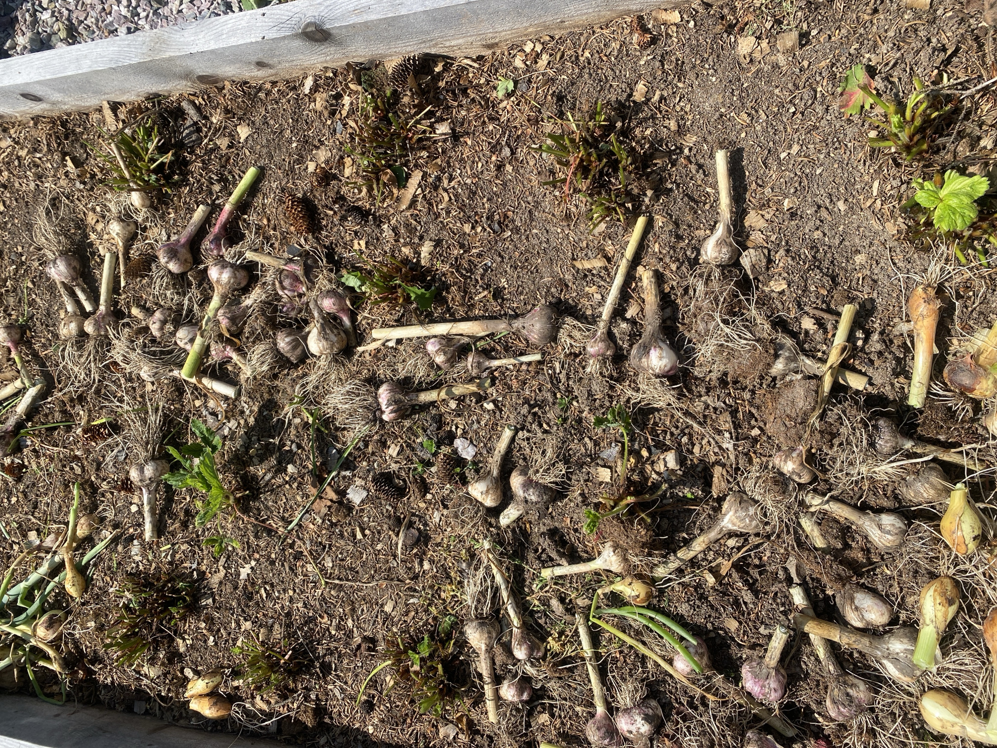 This image depicts a raised garden bed filled with harvested garlic bulbs and their dried foliage, situated in the city of Tret'ya Pad', Russia. The soil is dark brown, interspersed with dry leaves and small pinecones. Several garlic bulbs, some with intact roots and stalks, are scattered across the surface. Some bulbs are a creamy white, while others exhibit a purplish hue. A few green shoots are visible, indicating new growth or remaining plants. The edge of a wooden garden bed is visible on the right side of the frame. The scene appears to be set in daylight, with shadows cast across the soil.