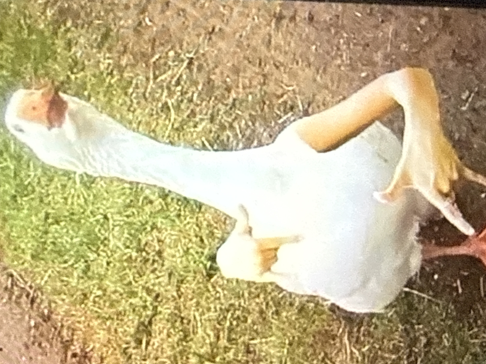 A white goose is standing on grassy ground. The goose is facing the camera and its head is tilted back. There are two human hands placed on the goose's body. One hand is on the goose's chest, and the other hand is on its side. The background appears to be a park or outdoor area with grass and dirt. There is no indication of the location being Tbilisi, Georgia.