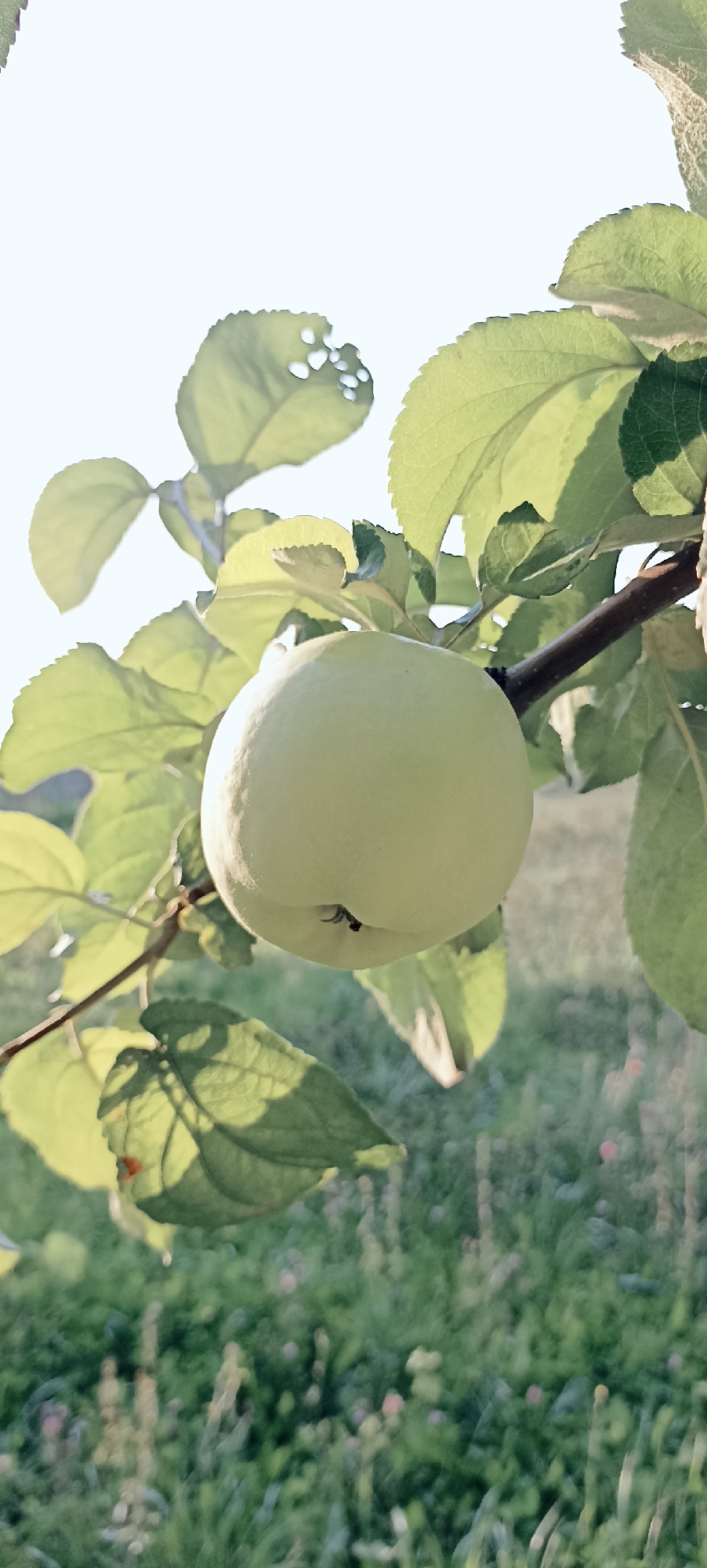 A single, pale green apple hangs from a branch of an apple tree. The apple is round and shows a slight dimple at the stem end. It is surrounded by several green leaves, some of which are slightly damaged with small holes. The background is a soft-focus view of green grass with small pink and white flowers, suggesting an outdoor, natural setting. The overall lighting is bright, indicating daylight, possibly late afternoon or early morning due to the soft quality of the light. The image does not contain any people or specific indications of the city of Малдыкасы, Russia, beyond the prompt's context.