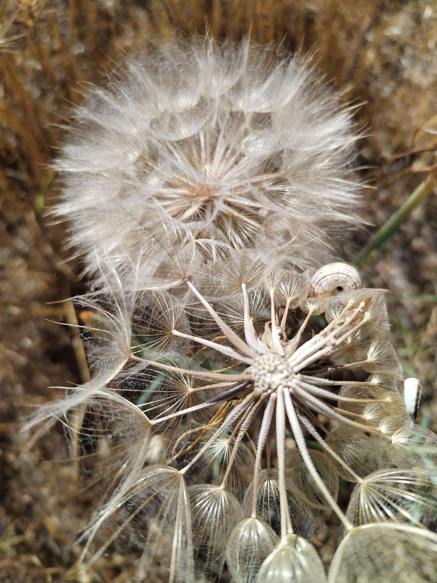 The image is a close-up, vertical shot of two dandelion seed heads, likely in a field or natural setting. The foreground features a seed head with many individual parachute-like seeds, each with delicate white filaments. Some of these seeds are detached and scattered. In the background, a second, larger seed head is partially visible, also composed of numerous feathery seeds. A small snail with a striped shell is perched on one of the seed structures in the foreground. The overall color palette is dominated by muted browns, tans, and whites, suggesting an outdoor, natural environment. The lighting appears to be natural daylight, possibly diffused, as there are no harsh shadows. The image conveys a sense of fragility and the delicate nature of these plant structures. There is no visible text in the image. The location context provided is Bilousivka, Ukraine.