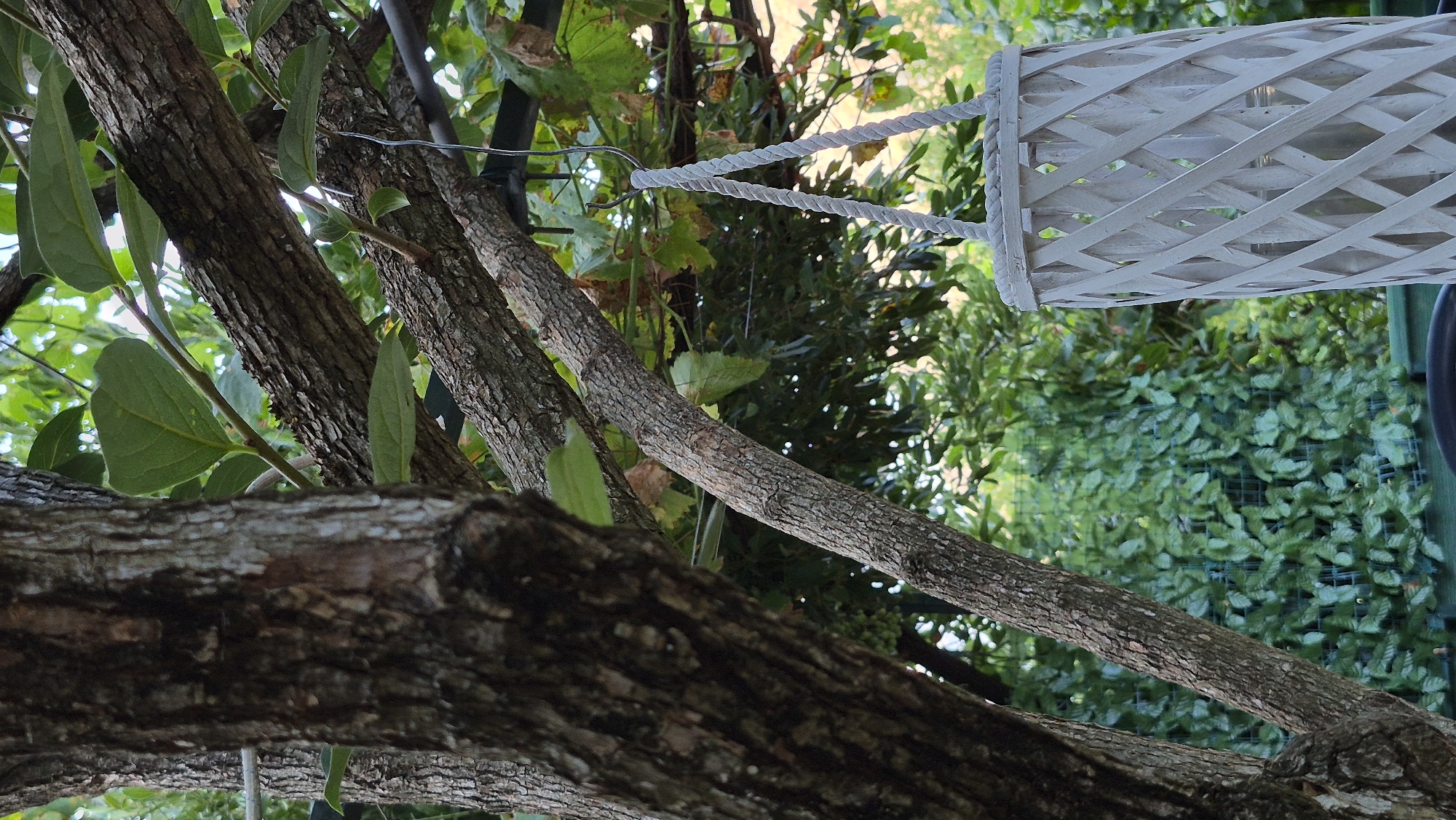 A white, woven lantern hangs from a metal hook attached to a dark metal support structure, suspended beneath the branches of a tree. The lantern is cylindrical with a lattice-like pattern of white wooden strips. The tree's rough, brown bark is visible in the foreground, with several branches extending horizontally across the frame. Green leaves and some dry, brown leaves are scattered among the branches. In the background, a dense green hedge or screen is visible, with a portion of a dark table in the lower foreground. The lighting suggests it is daytime, with some sunlight filtering through the foliage.