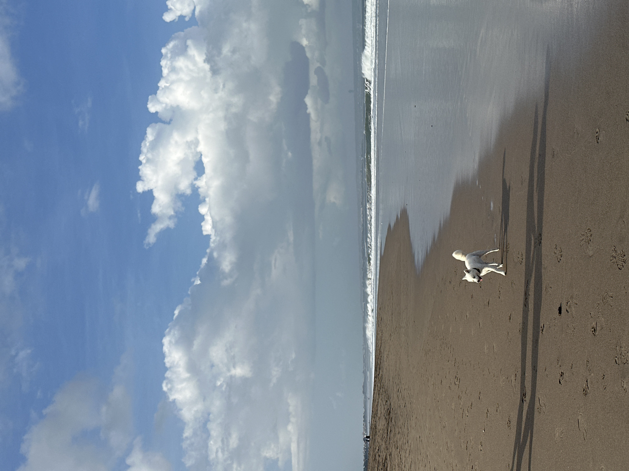 A white dog with a black collar is running on a wet sandy beach in North Kuta, Indonesia. The dog is positioned in the lower right quadrant of the image, facing towards the left with its tongue slightly out. Its shadow stretches to the left on the damp sand. The shoreline curves into the distance towards the left of the frame, where a few people are visible walking. The ocean has moderate waves breaking on the shore, creating a foamy white line. The sky is blue with scattered white clouds, some of which are large and puffy. The overall scene depicts a natural outdoor environment with elements of recreation and wildlife.