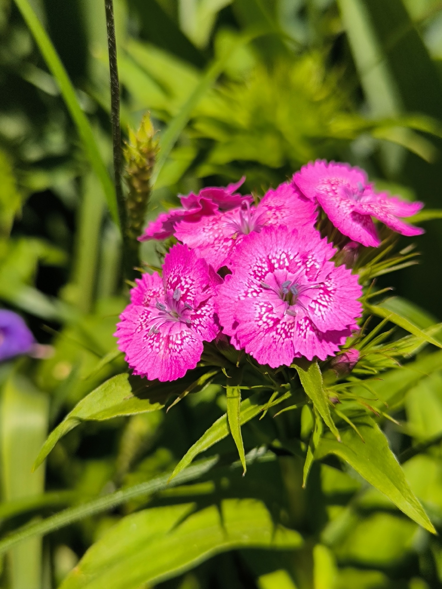 A close-up photograph depicts a cluster of five vibrant fuchsia-pink flowers in sharp focus, set against a predominantly green, blurred background. Each flower features petals with finely serrated or fringed edges and prominent white speckles forming a radial pattern around their centers, which contain small, dark purplish-blue reproductive structures. The flowers are densely clustered and appear to be growing on a common stem. Surrounding the flower cluster is a variety of green foliage, including broad leaves and slender plant stalks, rendered in a soft, out-of-focus bokeh effect in both the foreground and background. The scene is illuminated by bright natural light, creating highlights on the flower petals and casting subtle shadows on the underlying leaves. In the upper left background, a thin, dark vertical stem is partially visible, while a blurry, yellowish-green, spiky plant form is discernible in the upper right background. A faint, out-of-focus purple element is present in the far left. No people, animals, or artificial structures are present. The image provides no visual information to determine its specific location within the city of Laskino, Russia, or any other geographical area.