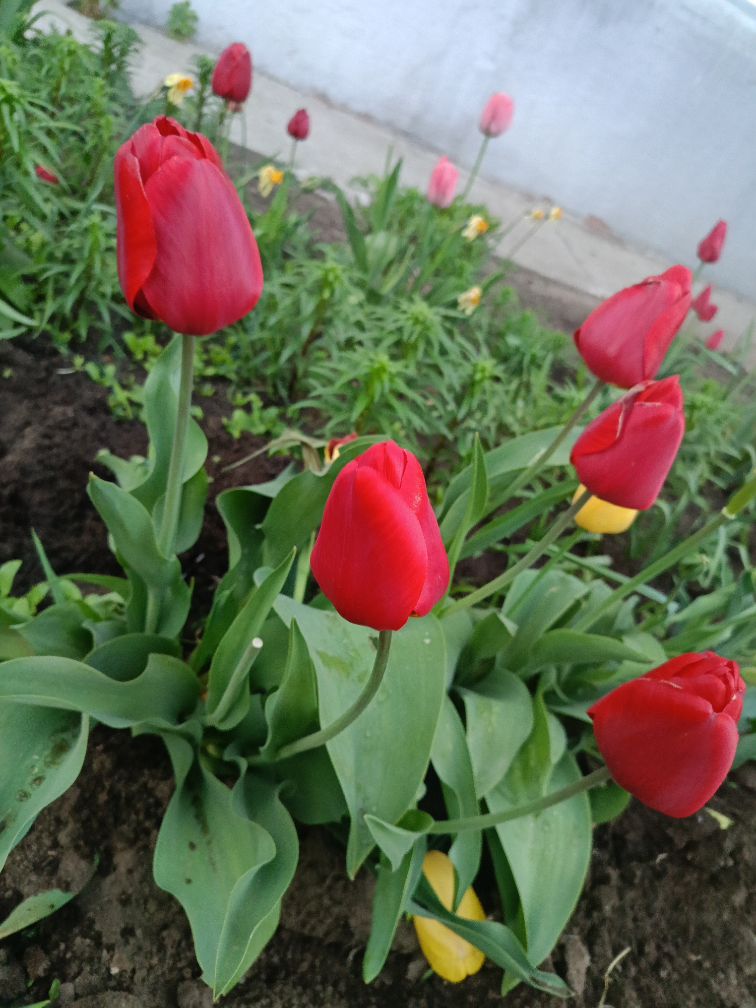 The image shows a garden in Chaikovsky, Russia, with several red tulips in bloom. The tulips are in various stages of opening. There is green foliage surrounding the tulips, as well as some yellow flowers and other greenery. The soil is dark. In the background, there is a light-colored structure, possibly a wall or building. There are a few pink and red tulips in the background as well. The scene is taken during daylight.