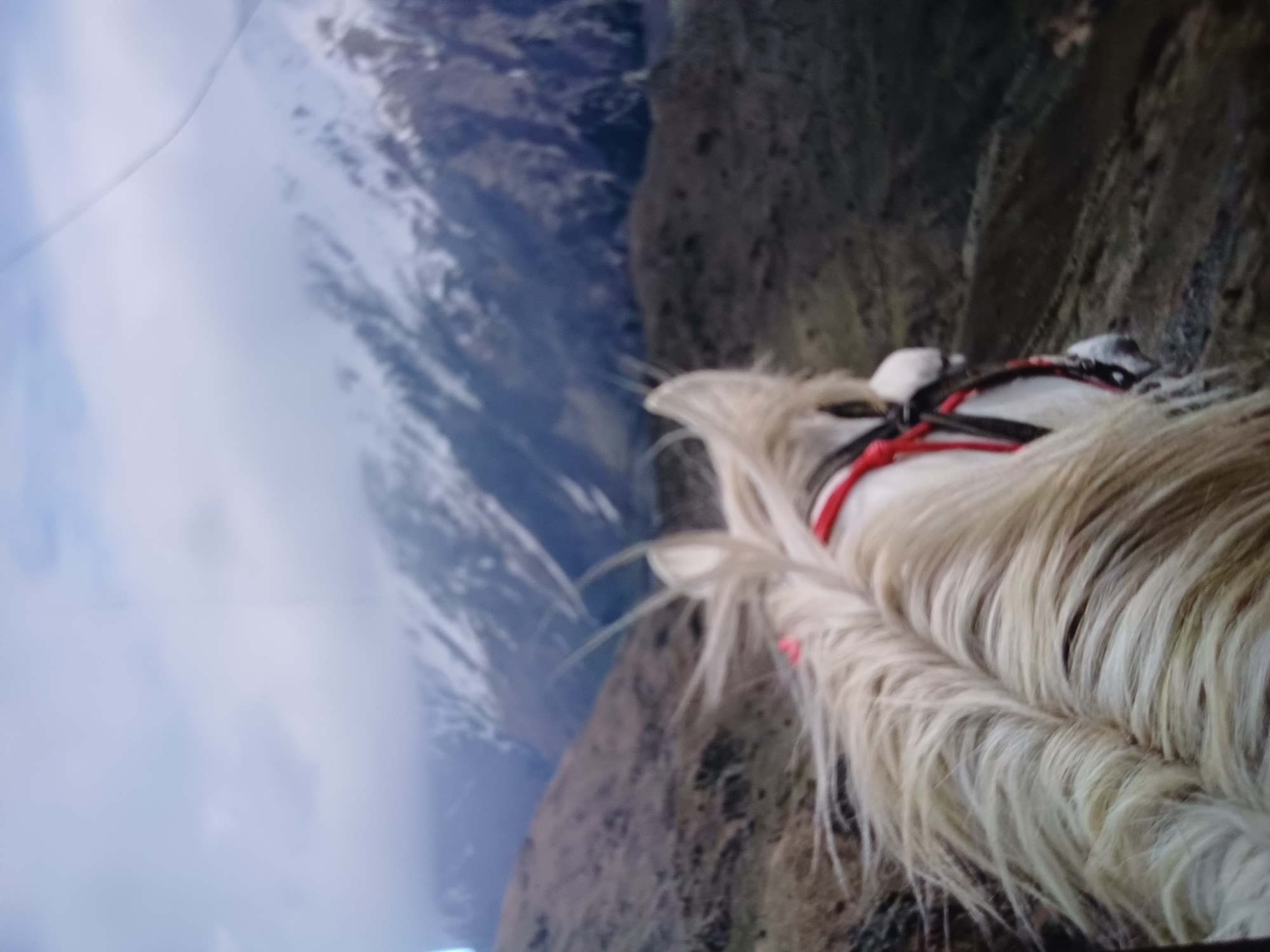 An over-the-shoulder, first-person perspective shot captures a view from horseback, looking out towards snow-capped mountains under a cloudy sky. The foreground is dominated by the blonde mane of a white horse, braided and adorned with a red and black bridle. The horse's head is partially visible on the right side of the frame. The background displays a rugged mountain landscape with brown, barren hills leading up to towering, snow-covered peaks. The sky is overcast with patches of blue visible. The location is identified as Stepantsminda, Georgia, likely near Mount Kazbek, a popular destination for horseback riding with panoramic mountain views.