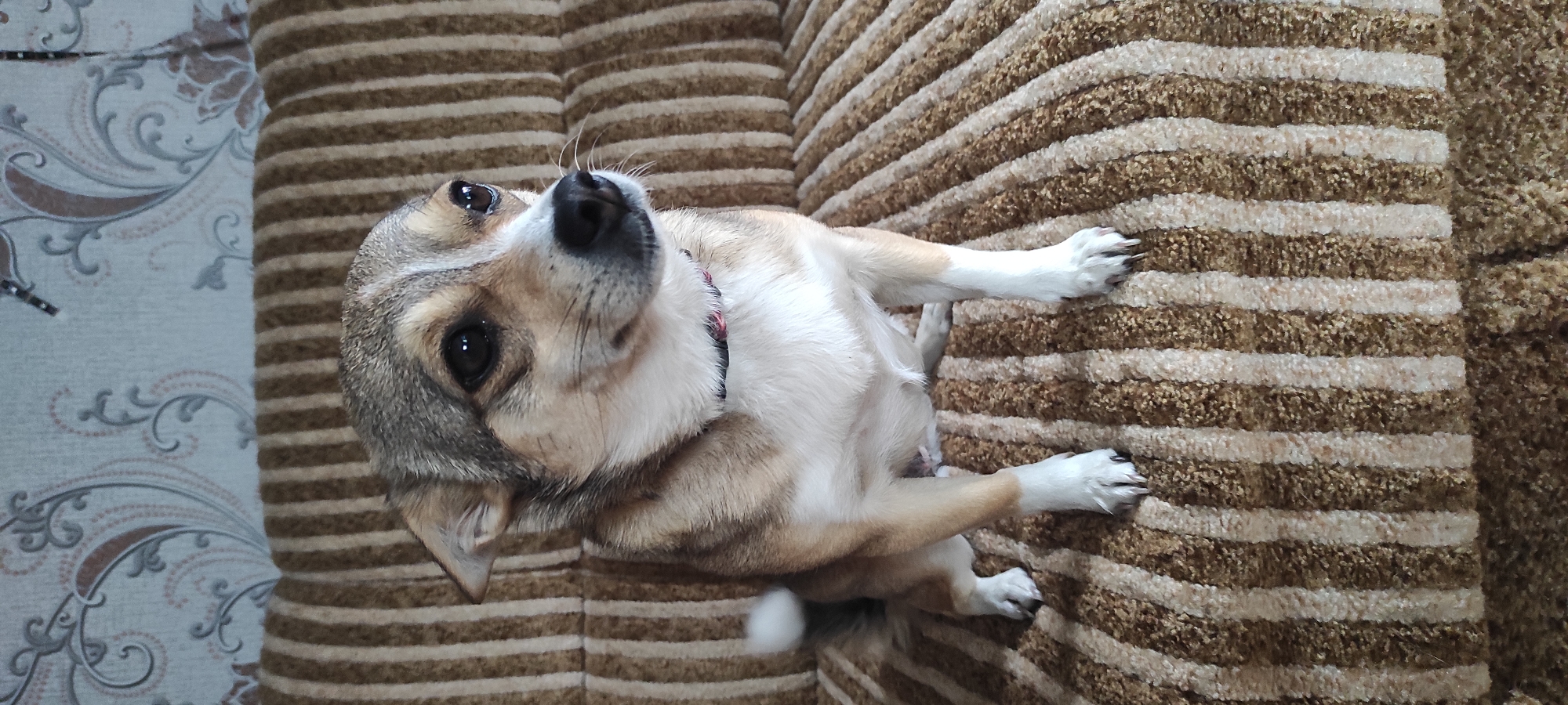 A small, short-haired dog with tan, white, and grey markings sits upright on a striped brown and tan couch. The dog is facing to the right of the frame, with its head turned slightly towards the camera. Its ears are perked, and its dark eyes are looking forward. A thin, dark collar is visible around the dog's neck. The couch has a textured, striped pattern of light brown and tan vertical stripes. The background of the image features a wall with a patterned wallpaper, displaying a repeating floral motif in muted brown and grey tones. The overall scene appears to be an indoor setting, likely a living room, within a residence in Kobeliachok, Ukraine.