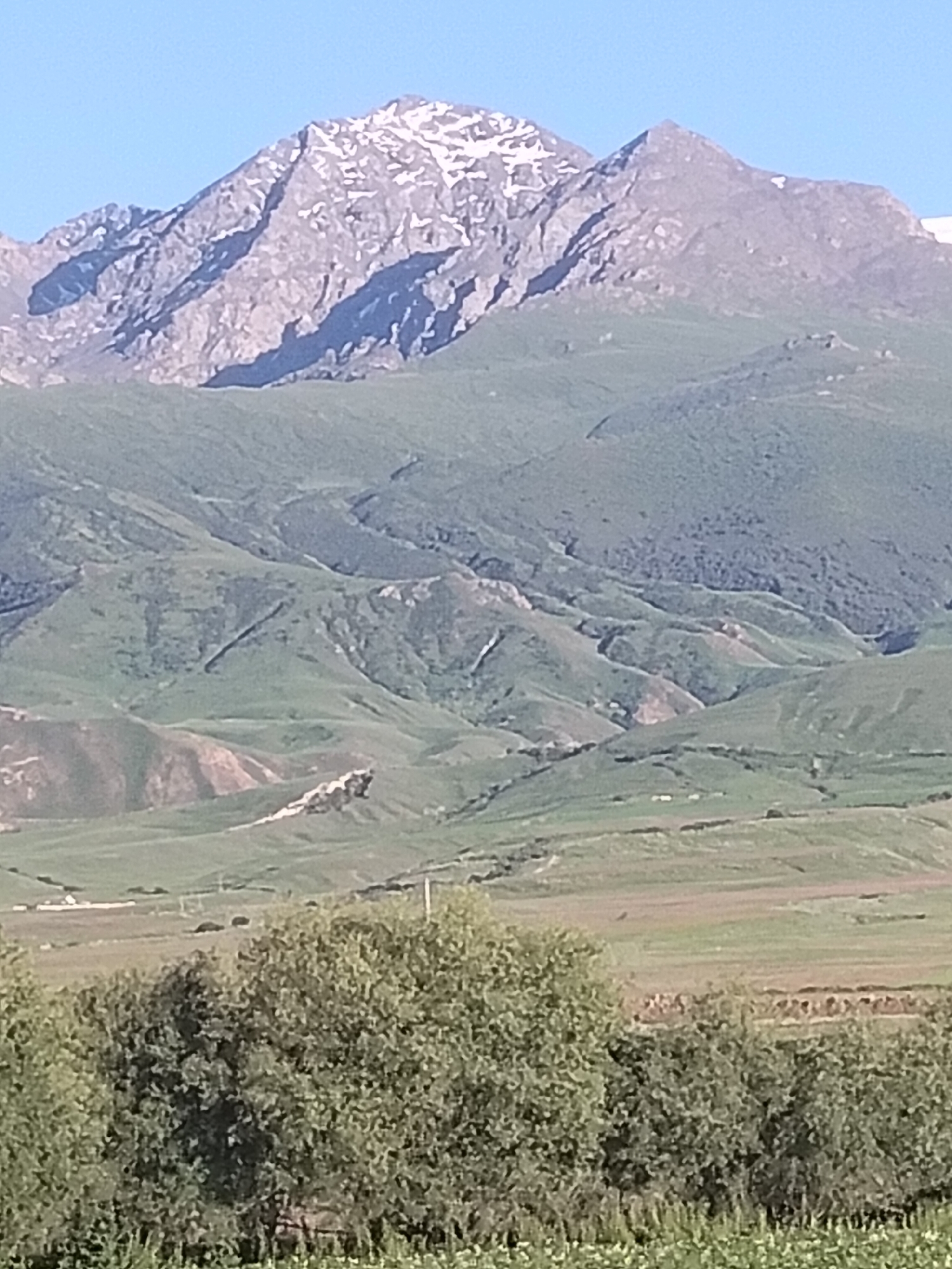 A vertical, medium-shot, full-color photograph captures a mountainous landscape under a clear blue sky, likely in or near Terek-Suu, Kyrgyzstan. The scene is layered, with rugged, snow-capped peaks dominating the upper half of the frame. These mountains display sharp, rocky contours and are partially covered in patches of white snow, particularly on their higher elevations.
Below the peaks, rolling green hills stretch out, marked by undulating terrain, valleys, and gullies. Some areas of the hills appear as darker green, suggesting denser vegetation or forested regions, while others are lighter green and seem to be grassy slopes. Further down, the landscape transitions to flatter terrain with fields of varying colors, possibly agricultural land. Faint structures or buildings are barely discernible in the distance on the plains.
In the foreground, dense, leafy green trees and bushes create a natural border, obscuring the very bottom of the image. The sunlight suggests it is daytime, casting shadows on the mountain slopes and illuminating the scene. The overall impression is one of a vast, natural, and somewhat remote wilderness.