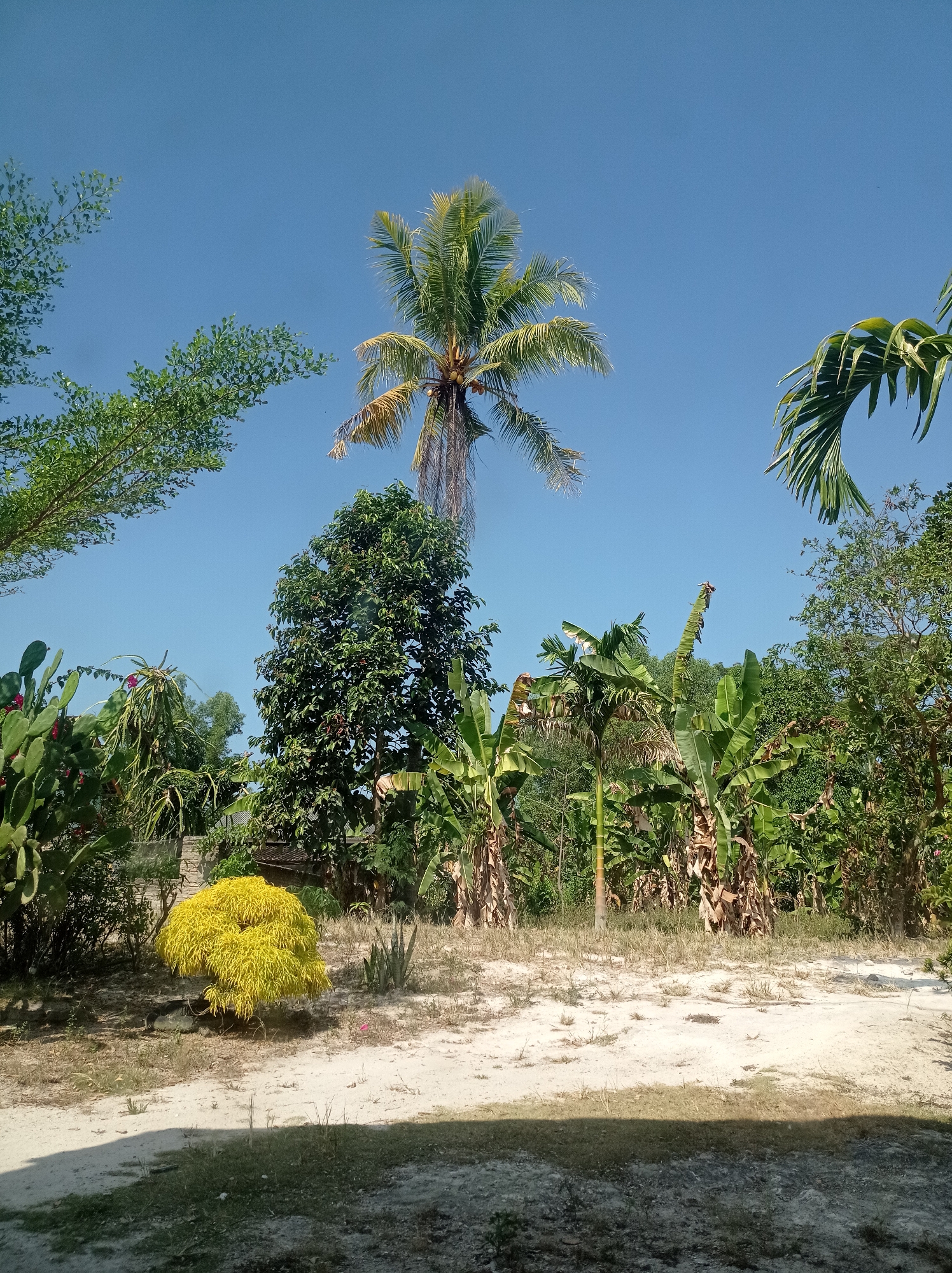 The image depicts a tropical outdoor scene with a clear blue sky. In the foreground, a sandy path curves from the bottom right towards the center, with sparse dry grass growing along its edges. To the left, a bright yellow, bushy plant is centrally located. Behind it, a variety of plants are visible, including large-leafed banana plants, cacti, and a tall, leafy tree. A prominent coconut palm tree stands tall in the middle ground, its fronds reaching towards the sky. The background consists of a dense collection of various green trees and foliage, suggesting a natural or semi-cultivated environment. The location is identified as a street in Sumbernadi, Indonesia. There are no people or animals visible in the image.