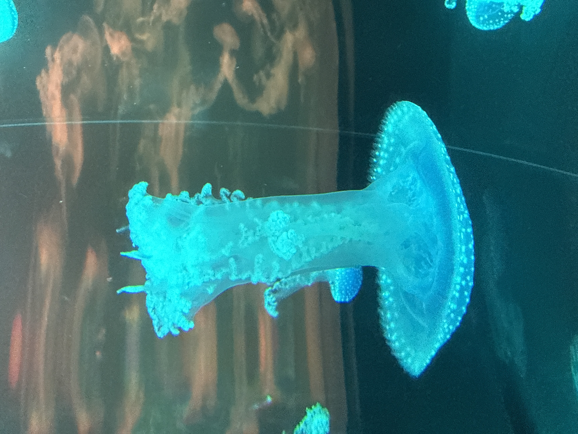 The image shows a large, translucent blue jellyfish suspended in dark water. The jellyfish has a bell-shaped body with a ruffled edge, and a long, stalk-like structure extending upwards from the bell. Small, luminous dots are visible around the edge of the bell. In the background, there are blurred, cloudy shapes in shades of orange and grey, with horizontal bands of light brown. To the right and bottom of the frame, parts of other jellyfish are visible. The overall impression is of an aquarium environment. This photograph was taken at Loro Parque in Puerto de la Cruz, Spain, specifically within their jellyfish exhibit.