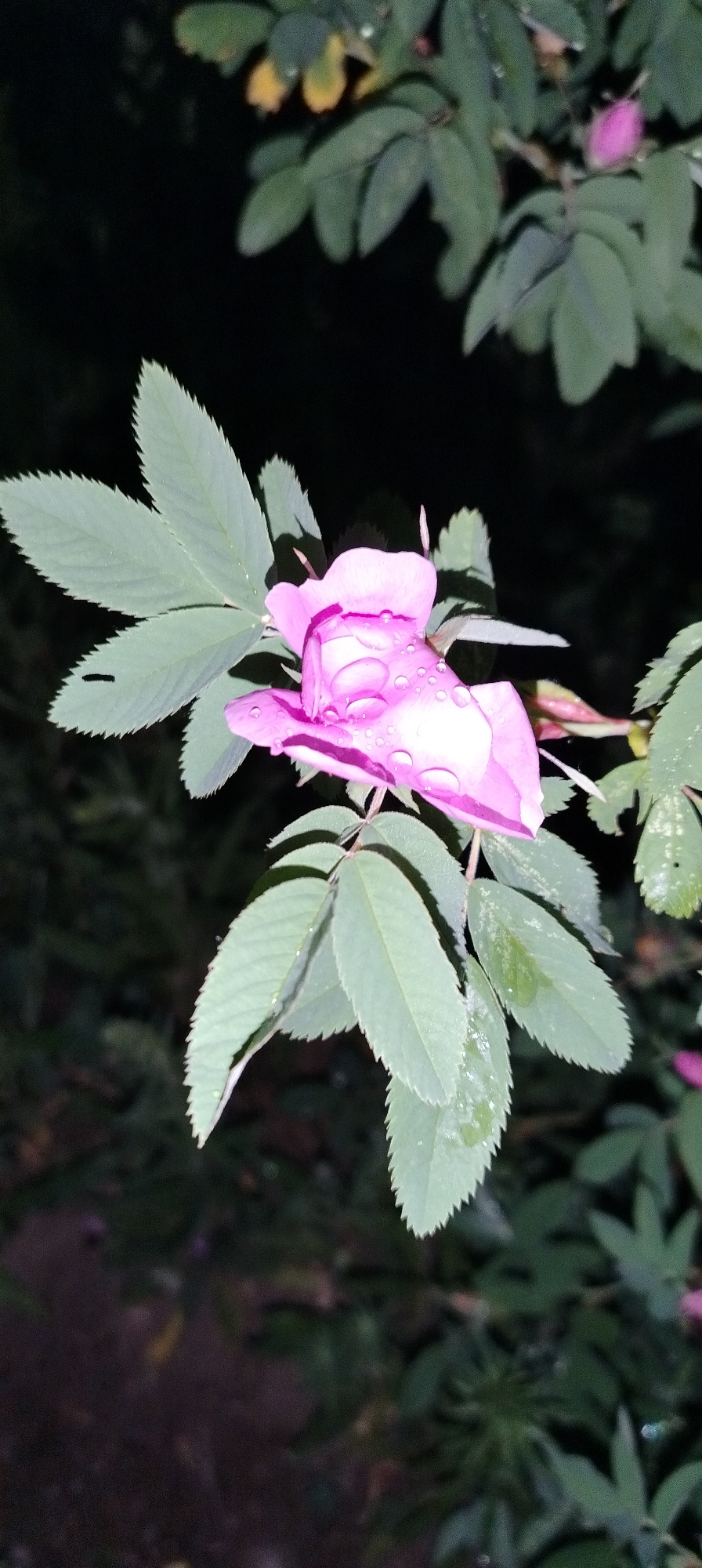 A close-up photograph taken at night features a pink rose covered in water droplets. The rose is partially open, with its petals displaying a gradient of pink hues. The leaves surrounding the flower are a light green color with serrated edges. The background is dark and blurry, suggesting a natural outdoor setting, likely a garden or park, in Chaikovsky, Russia. Other leaves are visible in the background.