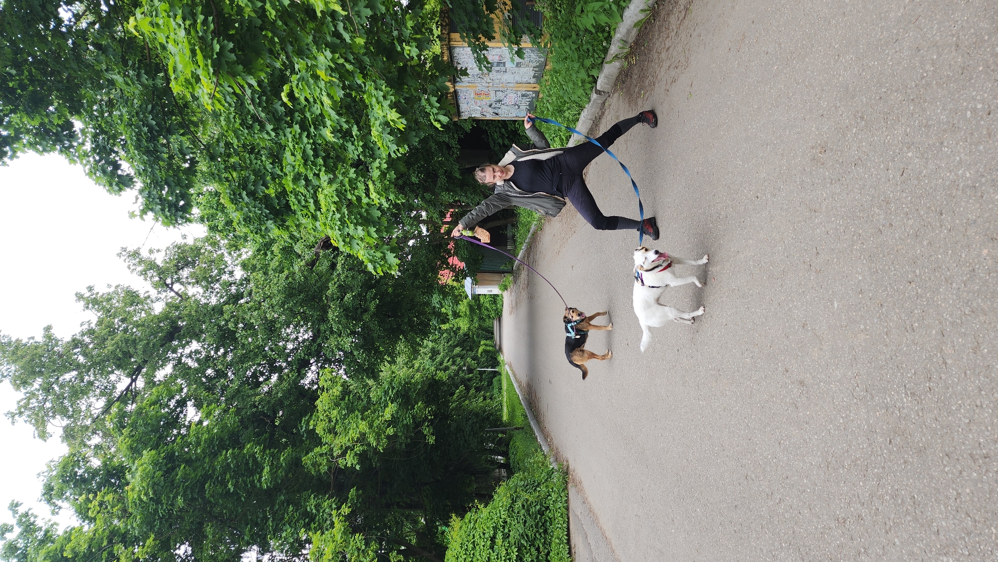 This outdoor image captures a dynamic scene of a person walking two dogs on a paved path, likely in a park or a green area. The person, appearing to be a young adult female with dark hair, is smiling broadly and is mid-action, leaning backward with outstretched arms. She wears a black long-sleeved top, black leggings, a grey/khaki jacket, and dark shoes with red accents. She holds two dog leashes, one blue and one purple.
Two dogs accompany her. On the right, a white dog, possibly a bull terrier mix, wears a red collar and a harness. It appears playful, with its mouth open, looking towards the person in a lively stance. To the left, a brown and black dog, possibly a beagle mix, wearing a dark harness, walks on the path, looking forward.
The activity depicted is a joyful dog walk, with the person's smile and the dogs' expressions indicating an engaging and active outing. The setting is characterized by abundant green foliage; large, leafy trees form a dense canopy in the background and along the left side of the path, while green bushes line the right. The path itself is a light grey paved surface, curving gently into the distance. In the background, a weathered building with indistinct posters or graffiti is visible, along with a smaller structure further down the path.
The time of day appears to be daytime, with soft, diffused light suggesting an overcast sky. No direct sunlight or harsh shadows are present. The overall atmosphere is cheerful and active. While specific text on the distant building is illegible, the scene reflects a typical recreational area, consistent with a location such as Glukhovo, Russia.