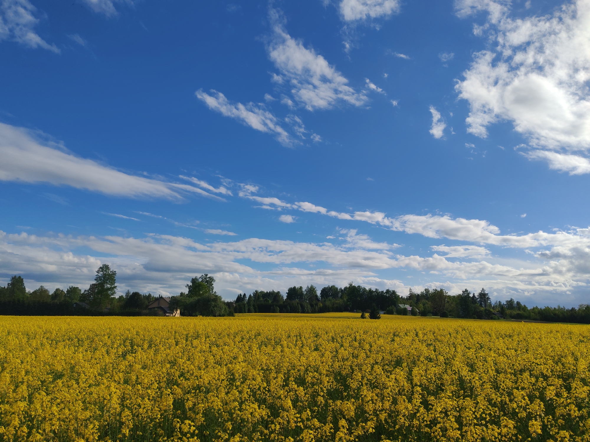 The image depicts a bright yellow field of flowering plants under a blue sky with scattered white clouds. A line of trees is visible in the background, with hints of houses interspersed among them. The location is in the city of Unknown, Unknown.