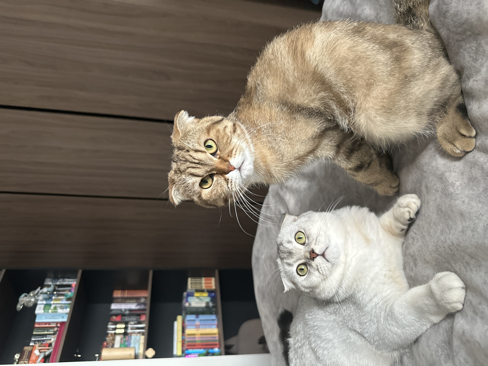 The image depicts two cats, one golden-brown and one silver-grey, lying on a grey surface. The golden-brown cat is positioned higher, looking down at the viewer, while the silver-grey cat is lying on its side, also looking at the viewer. Behind them is a dark brown wall with shelves containing books and decorative objects. There is no information to suggest that this scene takes place in Khimki, Russia, or any other specific location.
