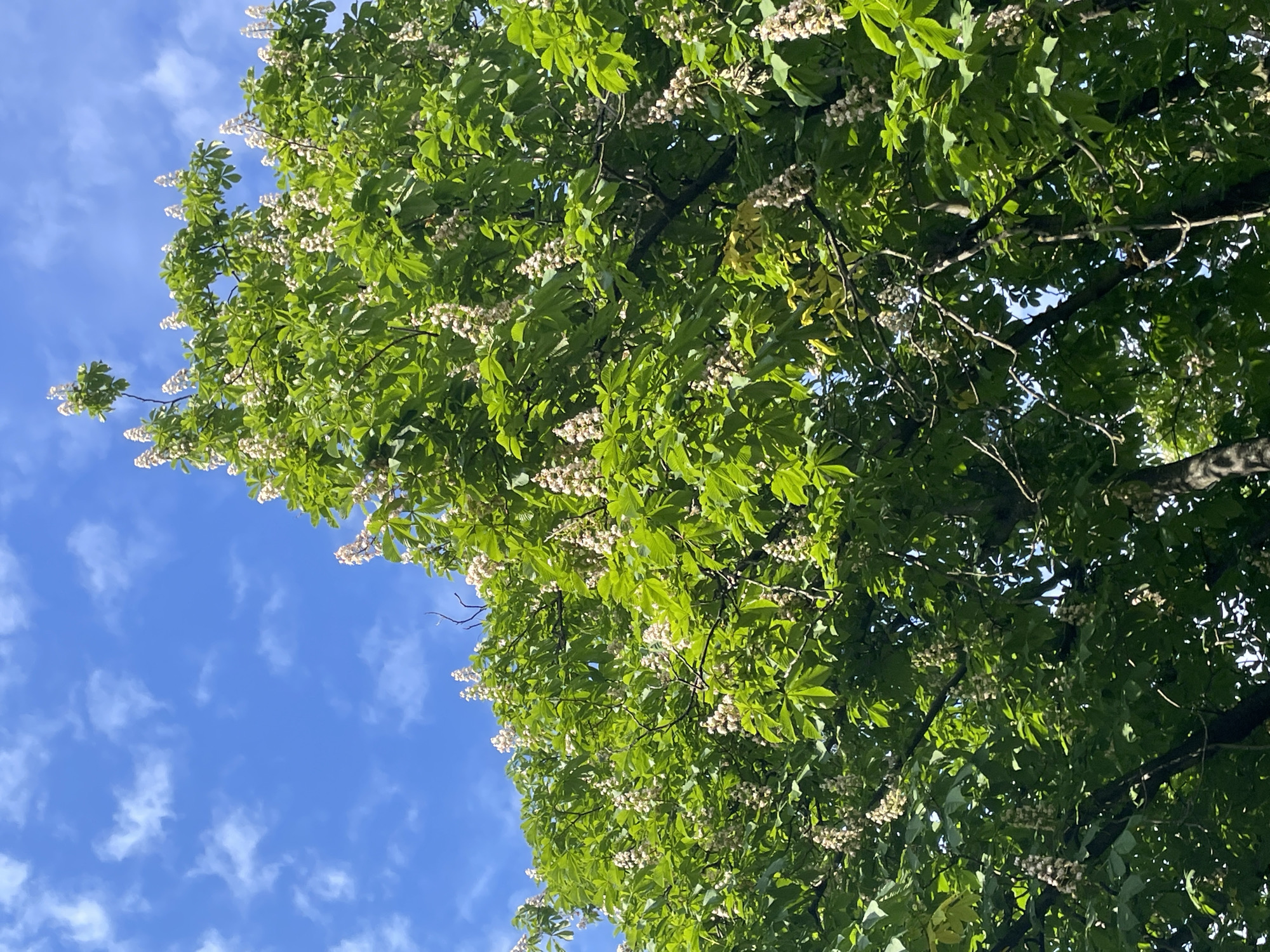 The image shows a close-up view of a flowering horse chestnut tree against a bright blue sky with scattered white clouds. The tree is laden with clusters of white flowers, characteristic of horse chestnut blossoms, and its green leaves are dense and vibrant. The perspective is looking upwards into the canopy of the tree. The scene is likely depicted in Saint Petersburg, Russia, as horse chestnut trees are commonly found throughout the city and are a significant part of its spring and early summer landscape. There are no people or animals visible in the frame.