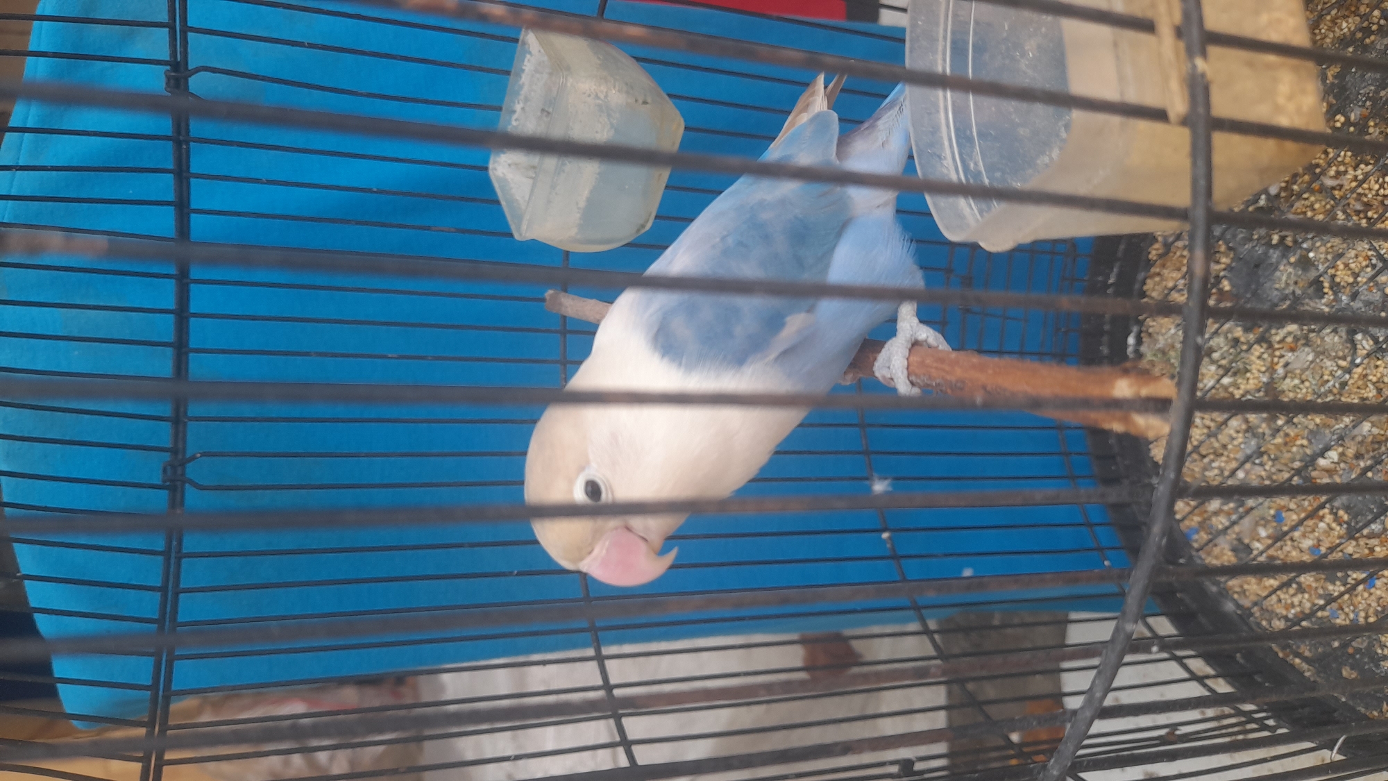 A light-colored lovebird with a pink beak and light blue plumage is perched on a wooden stick inside a black metal cage. The cage has a blue fabric background. There are two clear plastic containers attached to the cage, one appears empty and the other contains birdseed. The floor of the cage is covered with birdseed and debris. The image was taken in Pekalongan, Indonesia.