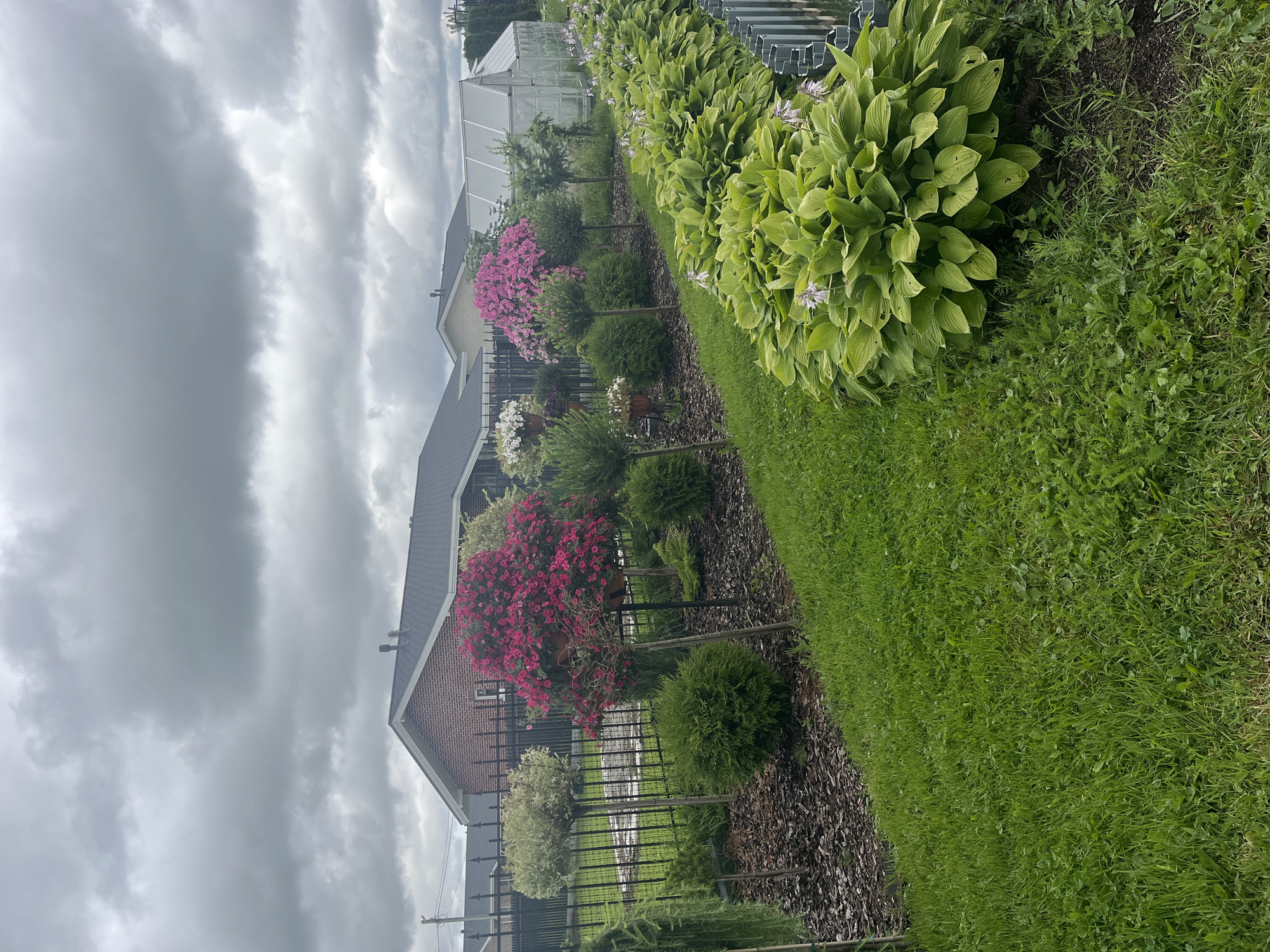 In Vladimirovka, Russia, a suburban yard features a manicured garden bordering a grassy lawn. The garden is densely planted with a variety of flora including hostas with light purple flowers, ornamental trees pruned into spherical shapes, and a large bush covered in vibrant pink flowers. Behind the garden, a black metal fence separates it from several residential brick houses and a greenhouse structure. The sky is overcast with heavy gray clouds, suggesting a cool, possibly rainy day. The lawn is green and well-maintained, with some scattered weeds.