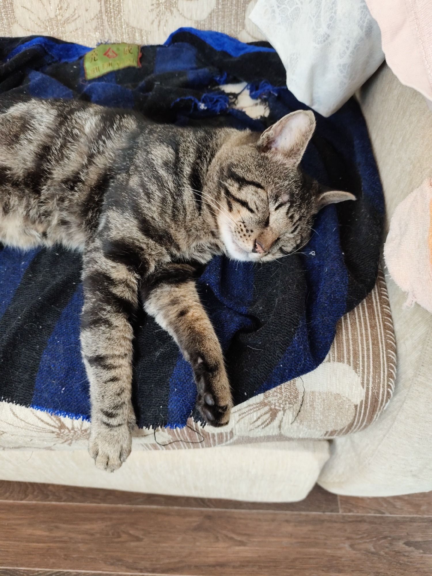A tabby cat is sleeping on a striped blanket on a couch. The cat is lying on its side with its eyes closed and its paws extended. The blanket is blue and black with a yellow label attached. The couch is upholstered in a light-colored fabric with a patterned design. The scene appears to be indoors, possibly in a residential setting. There is no information available to determine the specific location within the city of Komsomolsk-on-Amur, Russia.
