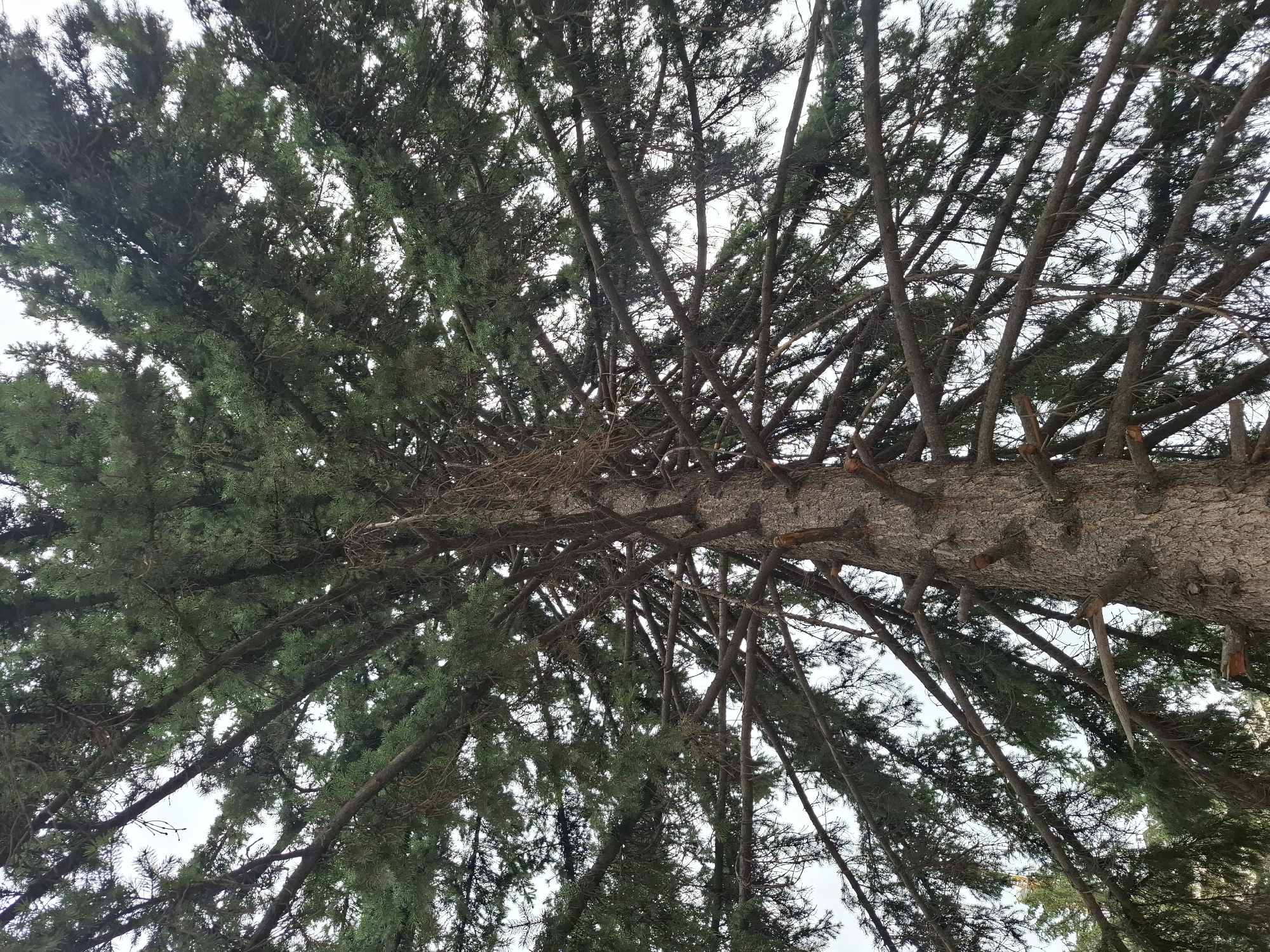 The image shows an upward view of a large coniferous tree, likely a spruce or fir, with its branches extending outwards and upwards against a light sky. The bark of the tree trunk is rough and textured. The branches are numerous and densely packed with dark green needles, creating a full canopy. Some smaller, dead branches are also visible, and the ends of some broken branches are apparent on the trunk and larger limbs. The overall impression is of a mature tree with a complex structure of branches. The image is taken from a low angle, looking directly up into the tree. The location is specified as Almaty, Kazakhstan.