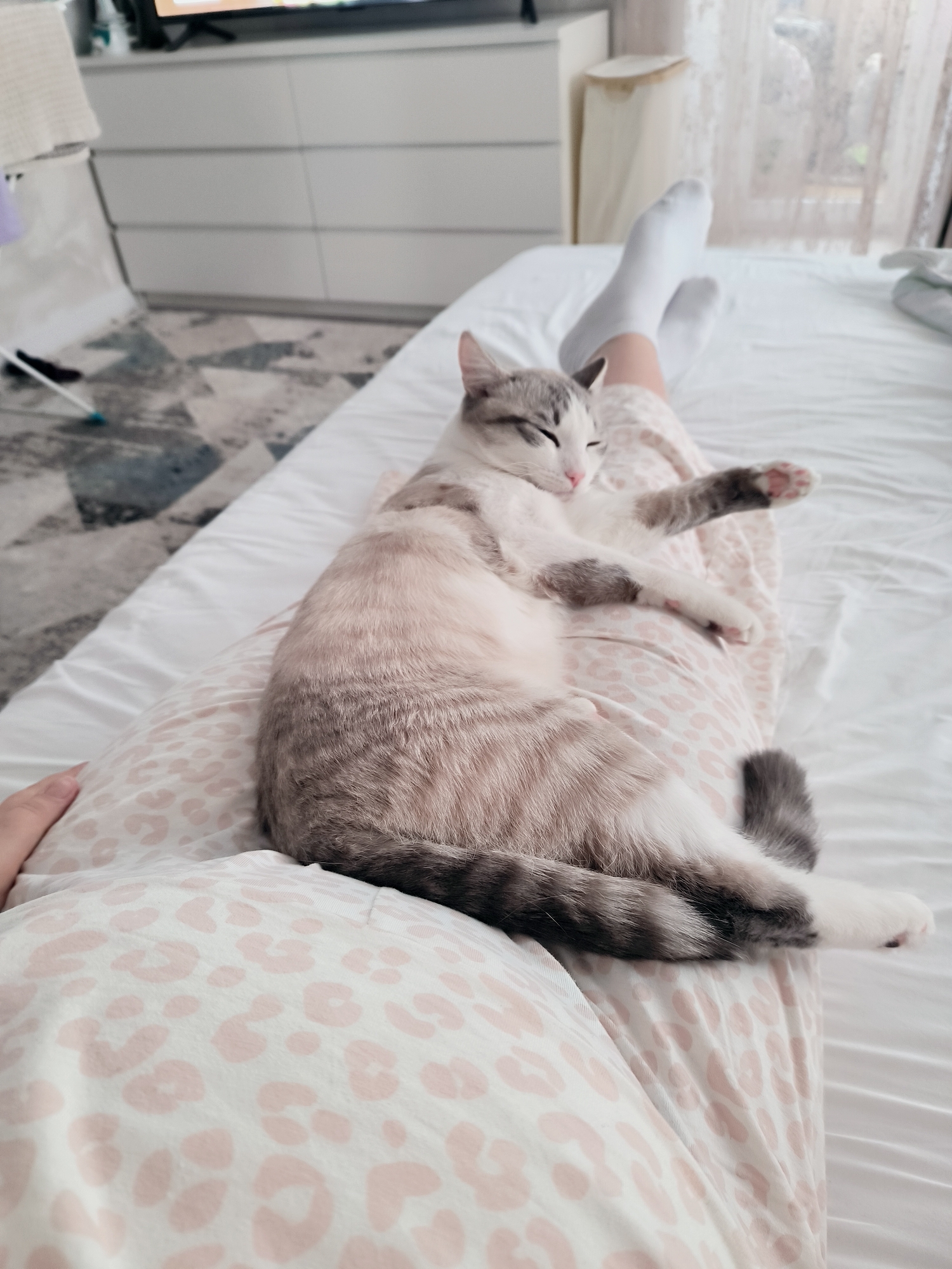 A gray and white cat is lying across a person's lap. The person is wearing pink and white patterned pajama pants and white socks. The cat is curled up with its eyes closed and one paw extended. The scene is indoors on a white bed with a patterned rug in the background. A white dresser with a TV is in the background to the left. Sheer white curtains are visible in the background on the right. Location: Unknown, Unknown.
