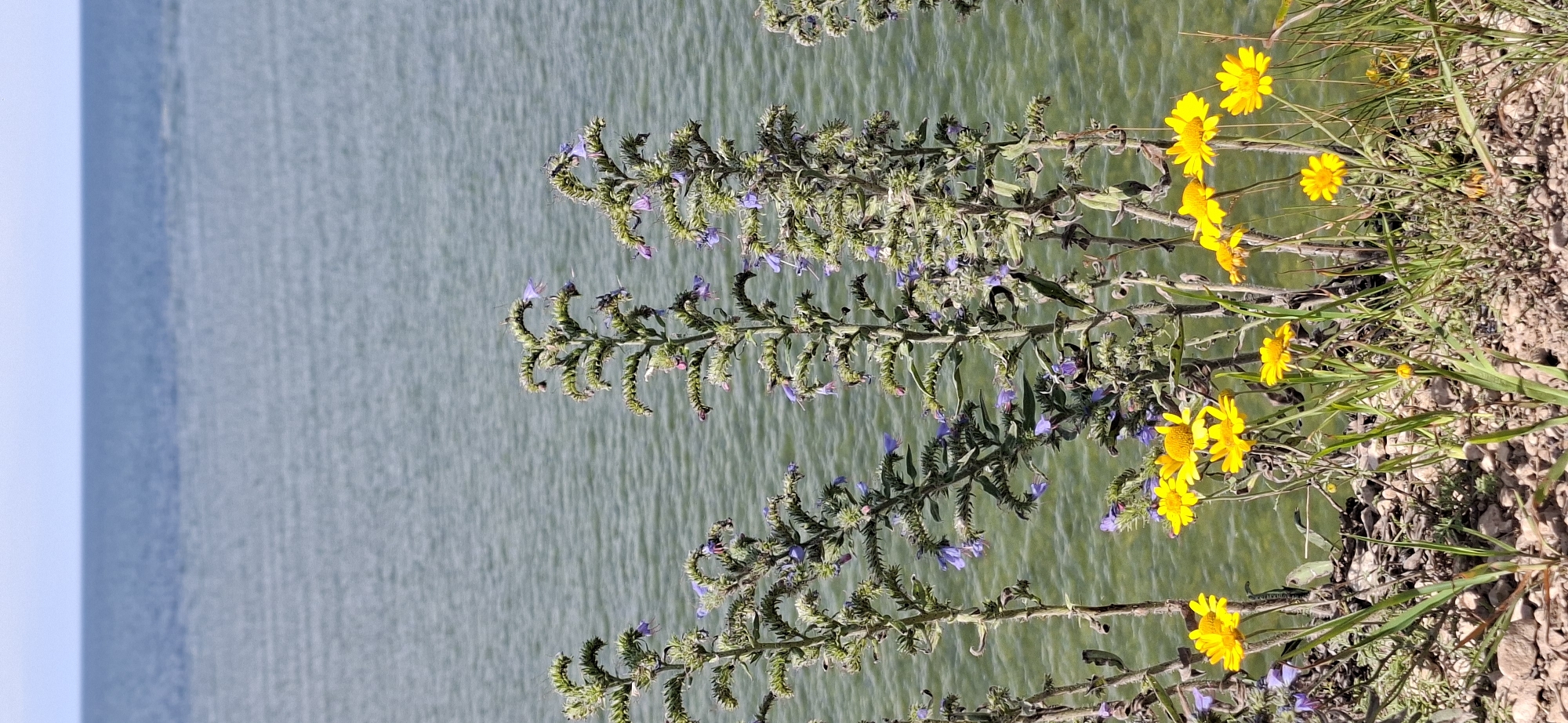 The image depicts a natural scene with a body of water in the background and foreground vegetation. The water, likely a lake or sea, is a muted greenish-blue with visible ripples. The horizon line separates the water from a pale blue sky. In the foreground, several tall, slender plants with thin, spikey leaves and small purple flowers are clustered together. Among these plants, a patch of bright yellow daisy-like flowers is visible near the bottom of the frame. The ground beneath the vegetation is covered with small stones and dry grasses. There are no people or man-made structures visible in the image. The scene appears to be a natural landscape, possibly a lakeside or coastal area.