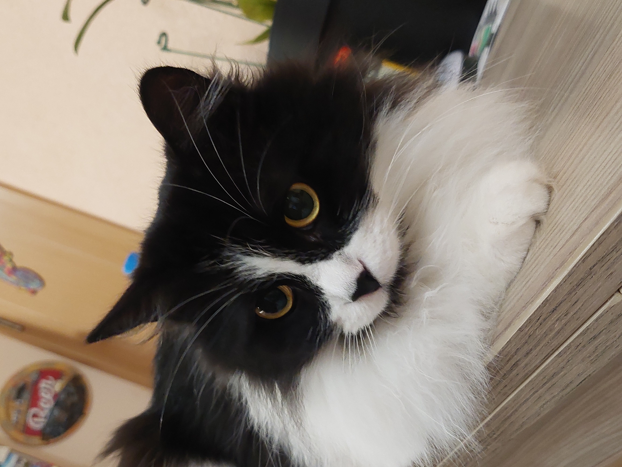 A medium shot depicts a black and white cat with yellow eyes resting on a light-colored wooden surface. The cat has long white fur around its neck and chest. The cat's face is partially black, with a white patch around its nose. The background includes a blurred wall with a circular Coca-Cola sign visible, as well as a blurry plant. The scene appears to be indoors, possibly in a home. There is no indication of Plovdiv, Bulgaria.