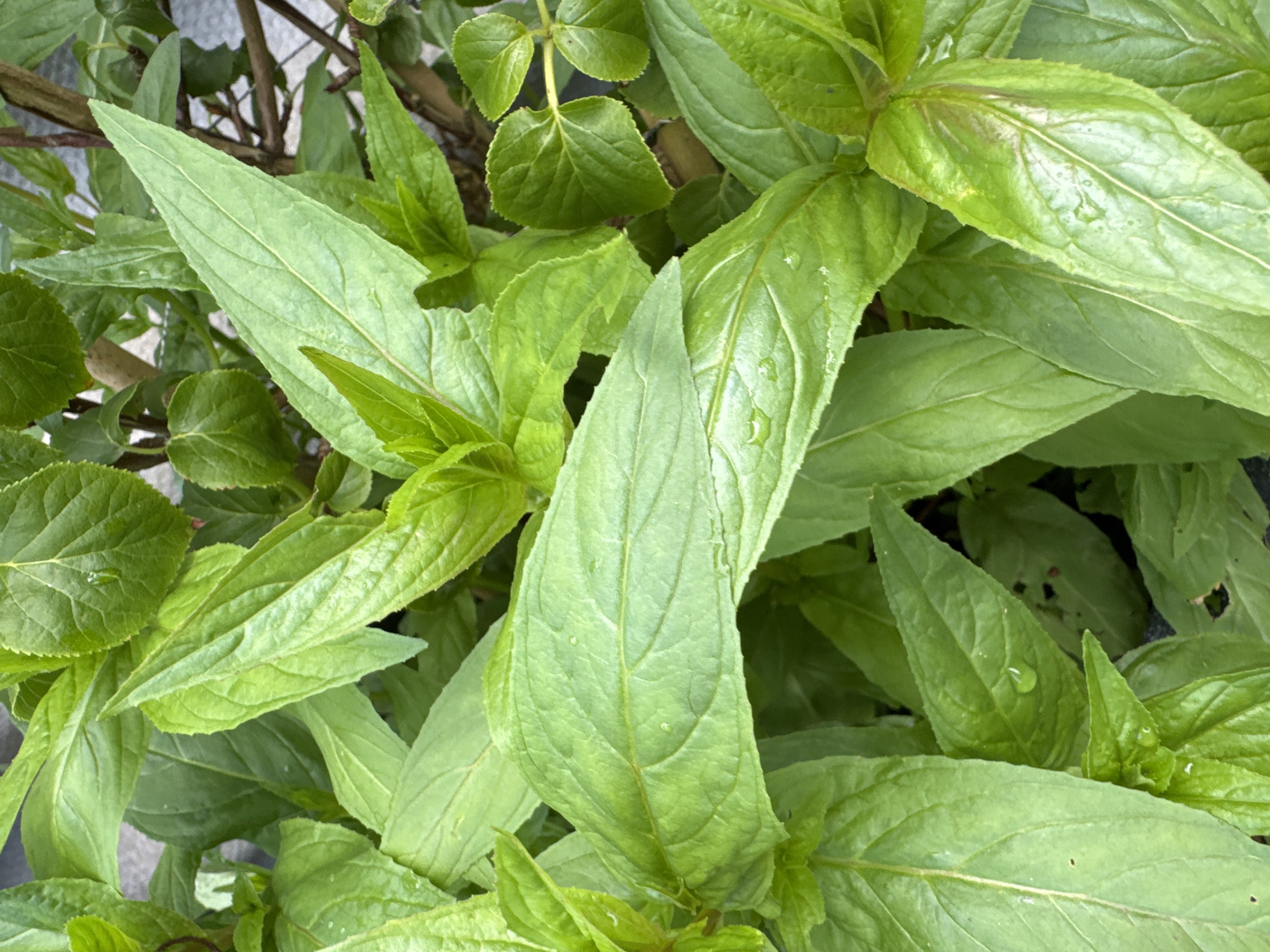 A close-up, overhead shot shows a dense cluster of vibrant green leaves, some with small water droplets on their surfaces. The leaves are elongated and pointed, with prominent veins. The lighting is even, with no harsh shadows. The background is a blur of darker green foliage and thin, brown stems. The image appears to be of a plant.