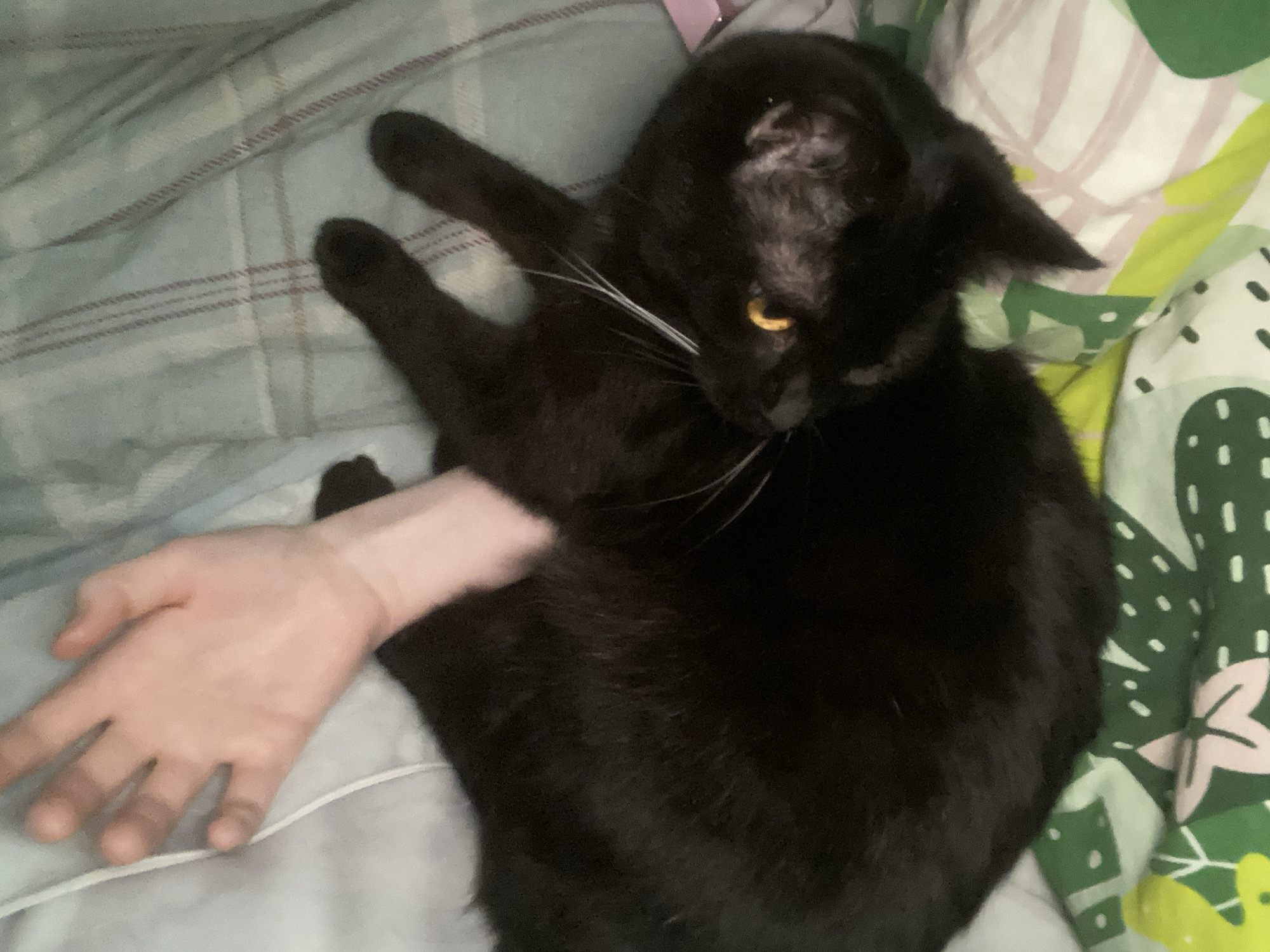 The image displays an indoor scene, primarily focused on a black cat and a human limb on a bed. A black cat with short fur, visible yellow-orange irises, and prominent white whiskers is positioned diagonally across the frame. A patch of lighter fur is present on the top of the cat's head, behind its left ear. The cat's mid-section and hindquarters rest upon a pale human left forearm, extending towards an open hand with splayed fingers. This human limb and a portion of the cat's body are situated on light blue bedding with a faint plaid or striped pattern. To the right of the frame, under the cat's head and upper body, is another section of bedding featuring a distinct pattern of green, white, light pink, and yellow, depicting abstract shapes resembling plants or cacti. The specific location in Izhevsk, Russia, cannot be determined from the visual evidence provided.