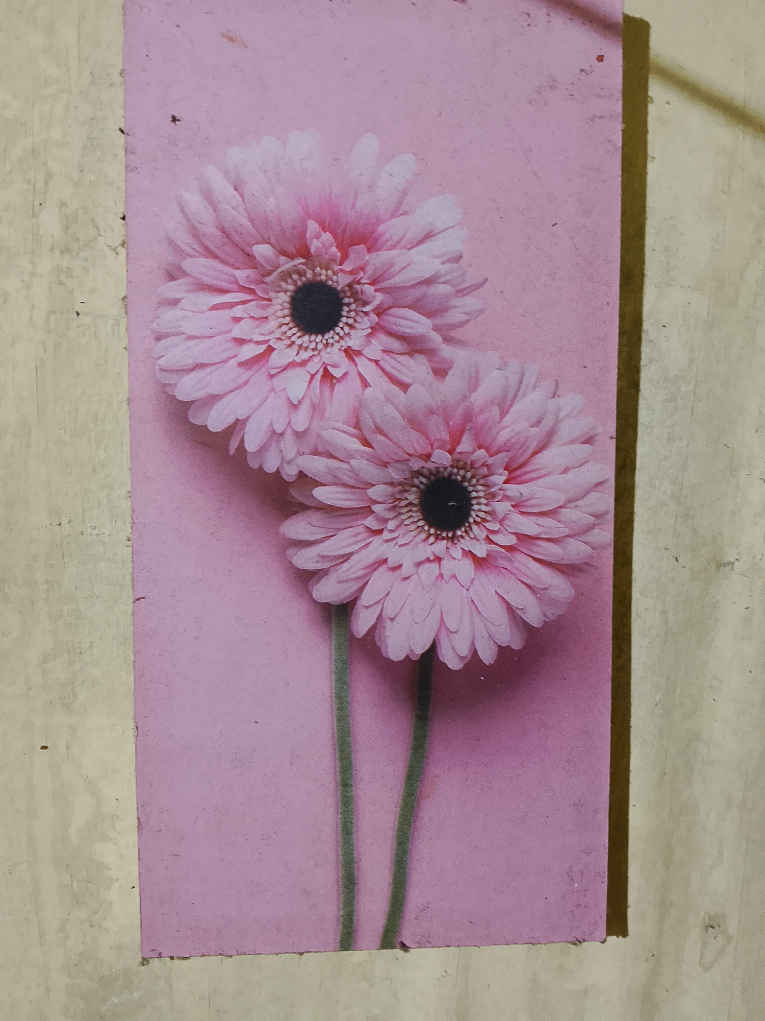 This is a close-up, vertical photograph of a printed image depicting two pink gerbera daisies against a pink background. The daisies are positioned centrally, one slightly above and to the left of the other. Both flowers have dark centers and numerous delicate pink petals. The stems are thin and green. The printed image itself appears to be a decal or a print adhered to a textured, light-colored surface, possibly a wall or a piece of furniture, with a visible shadow line along the right edge. The background surface exhibits a wood-grain-like texture and some imperfections, suggesting it is an indoor environment. There are no people or animals present in the image. The scene is static and appears to be a decorative element within a room.