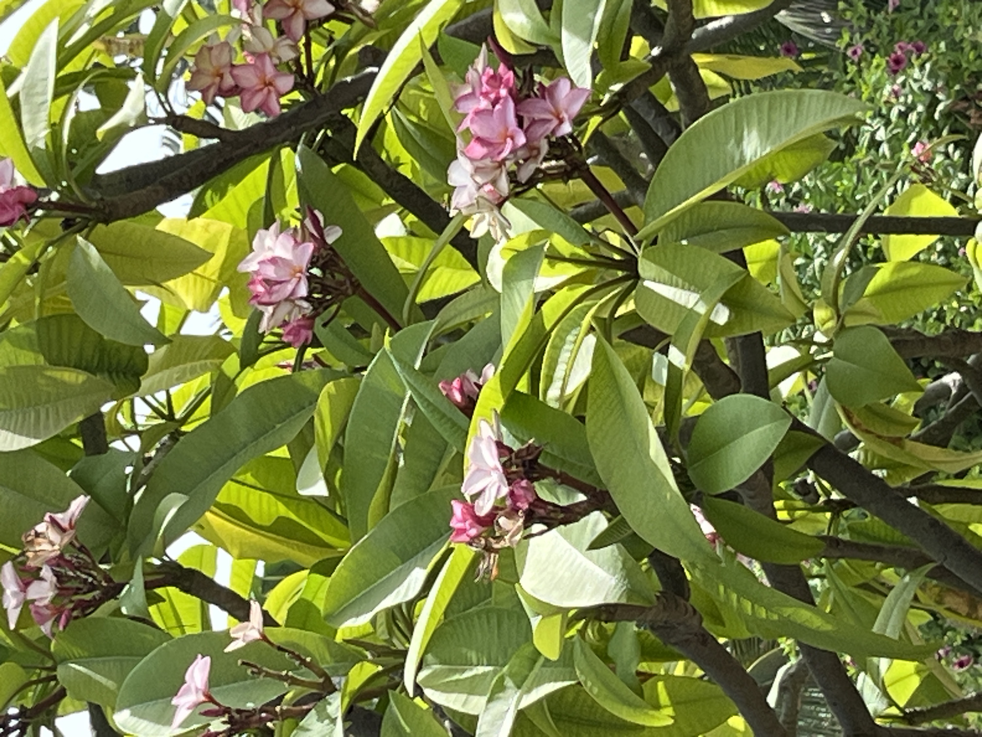 The image captures a close-up view of a flowering tree, likely a Frangipani or Plumeria, in Mũi Né, Vietnam. The tree is laden with clusters of delicate pink and white blossoms, interspersed with lush, broad green leaves. Sunlight filters through the foliage, creating highlights and shadows, and illuminating the vibrant colors of the flowers. The branches of the tree are dark and gnarled, contrasting with the soft petals and leaves. In the background, hints of other vegetation and possibly some distant pink flowers suggest a garden or natural setting within Mũi Né. No people are visible in the frame. The scene is peaceful and serene, showcasing the natural beauty of a tropical environment.