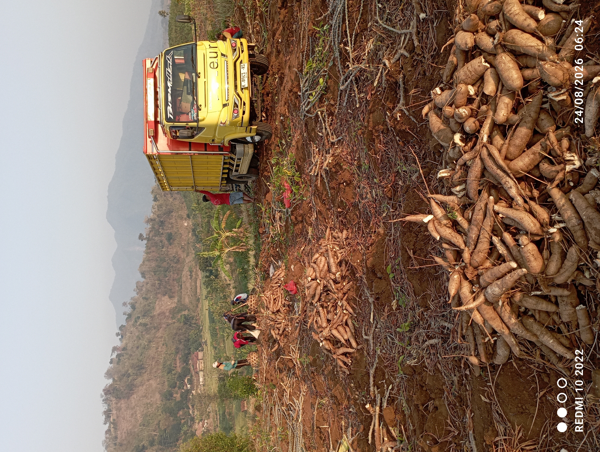 In the rural landscape of Gandik, Indonesia, a bright yellow truck with a red frame is parked on a dirt field. The truck has the text "euro" visible on its front. The field is covered with harvested cassava roots, piled up in various locations. Several individuals are engaged in work around the truck, with some appearing to be loading the cassava. One person in a red shirt stands near the front of the truck, while others are further back near baskets. The background shows a hilly, vegetated terrain with a few houses and the silhouette of mountains against a hazy sky, suggesting a warm, possibly late afternoon or early morning setting. The overall scene depicts agricultural activity and the transportation of produce.