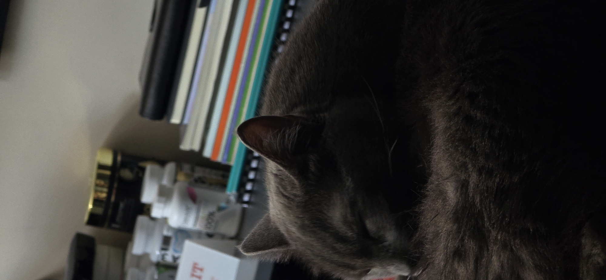 A close-up shot shows a grey cat sleeping curled up on a dark surface, with its eyes closed and its head resting on its body. In the background, several objects are visible, including stacks of books and white bottles that appear to be medicine or supplements. The lighting is dim, casting shadows and obscuring some of the details. The scene is indoors, likely in a home or office environment. The location in Vratsa, Bulgaria, is not discernible from the image itself.