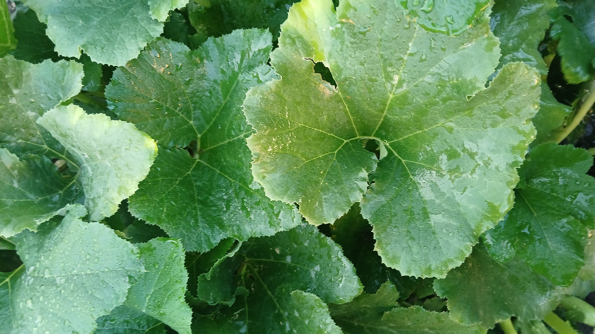 The image is a close-up, overhead view of large, green, wet leaves, likely from a vegetable plant such as a zucchini or pumpkin. The leaves are textured with prominent veins and have serrated edges. Water droplets are visible on the surface of the leaves, suggesting recent rain or watering. The lighting is natural, and the overall impression is of lush, healthy foliage. No people, animals, or specific man-made structures are discernible within the frame. The context of Astana, Kazakhstan is not visually represented in the image itself.