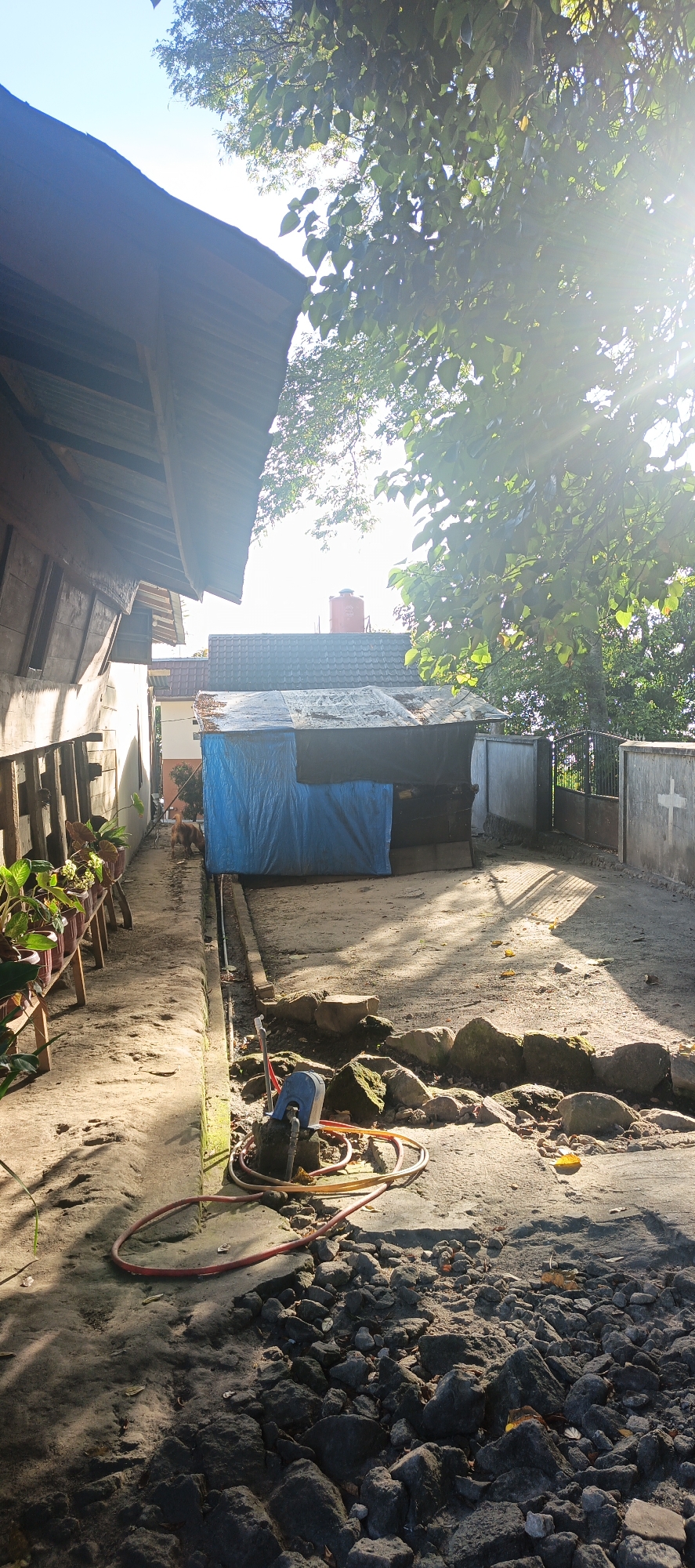 The image depicts an outdoor scene at what appears to be a residential property in Cinta Dame, Indonesia. The foreground is dominated by a rough, stony ground with scattered rocks and dry leaves. A red and yellow hose lies coiled on the ground, next to a small blue and black water pump. A concrete edge runs along the left side of the frame, with a narrow drainage channel following it.
To the left, a wooden structure with a corrugated metal roof extends into the frame, casting a shadow. Along the base of this structure, a wooden rack holds several potted plants, including some with reddish-brown leaves and others with green foliage.
In the mid-ground, a long, narrow pathway is visible, leading towards a blue tarp-covered structure. Behind the tarp, a reddish-orange water tank is perched atop a dark-roofed building. The pathway appears to be dirt or gravel. A golden-brown dog is visible in the distance, walking away from the camera towards the tarp-covered structure.
The background features a metal fence with a white cross symbol on one of the panels. Trees with dense green foliage are prominent, with sunlight streaming through the leaves, creating lens flares and casting dappled shadows on the ground. The sky is bright blue, suggesting a clear day. The overall impression is one of a somewhat rustic and utilitarian outdoor space.
