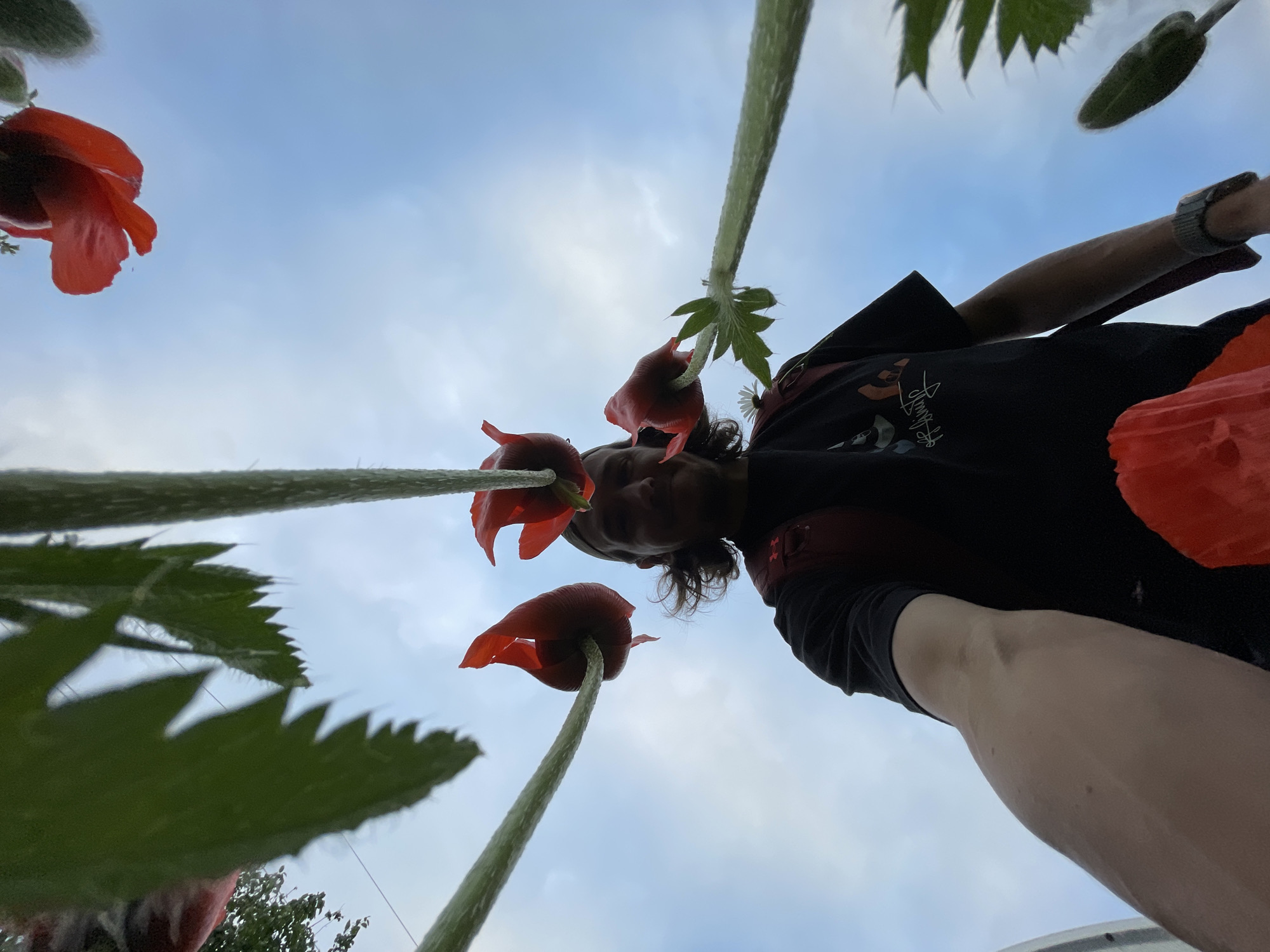 A low-angle, wide shot captures a person from the neck down, standing in a field of poppies against a bright blue sky with wispy clouds. The person is wearing a black t-shirt, a red backpack, and a watch on their left wrist. Their right arm is extended towards the camera, and their left arm is bent at the elbow. Several large, red poppy flowers and green leaves dominate the foreground, framing the person and the sky. The poppies appear to be in full bloom, with their petals unfurling towards the viewer. The lighting suggests it is daytime, likely afternoon, with the sun partially obscured by clouds, creating a soft, diffused light. The overall impression is one of being immersed in a vibrant, natural setting, with a focus on the scale of the poppies in relation to the person.