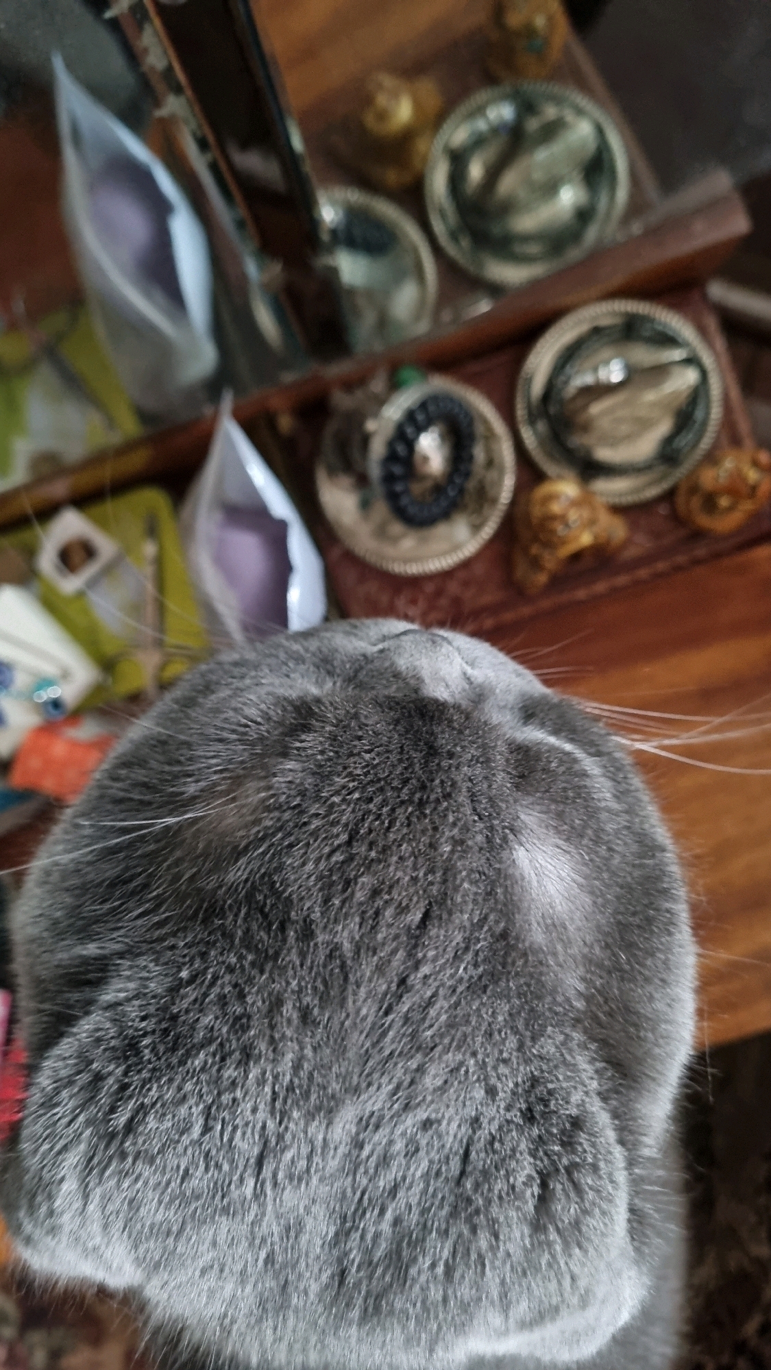 A close-up, overhead shot shows the back of a grey cat's head. The cat is facing away from the camera, with its head tilted upwards. The background is a wooden surface with several decorative items, including small, gold-colored figurines and silver plates. To the left of the cat, there are two clear plastic bags containing a purple substance. The scene appears to be indoors. No specific location in the city of Vysokoe, Russia is identifiable from the image.