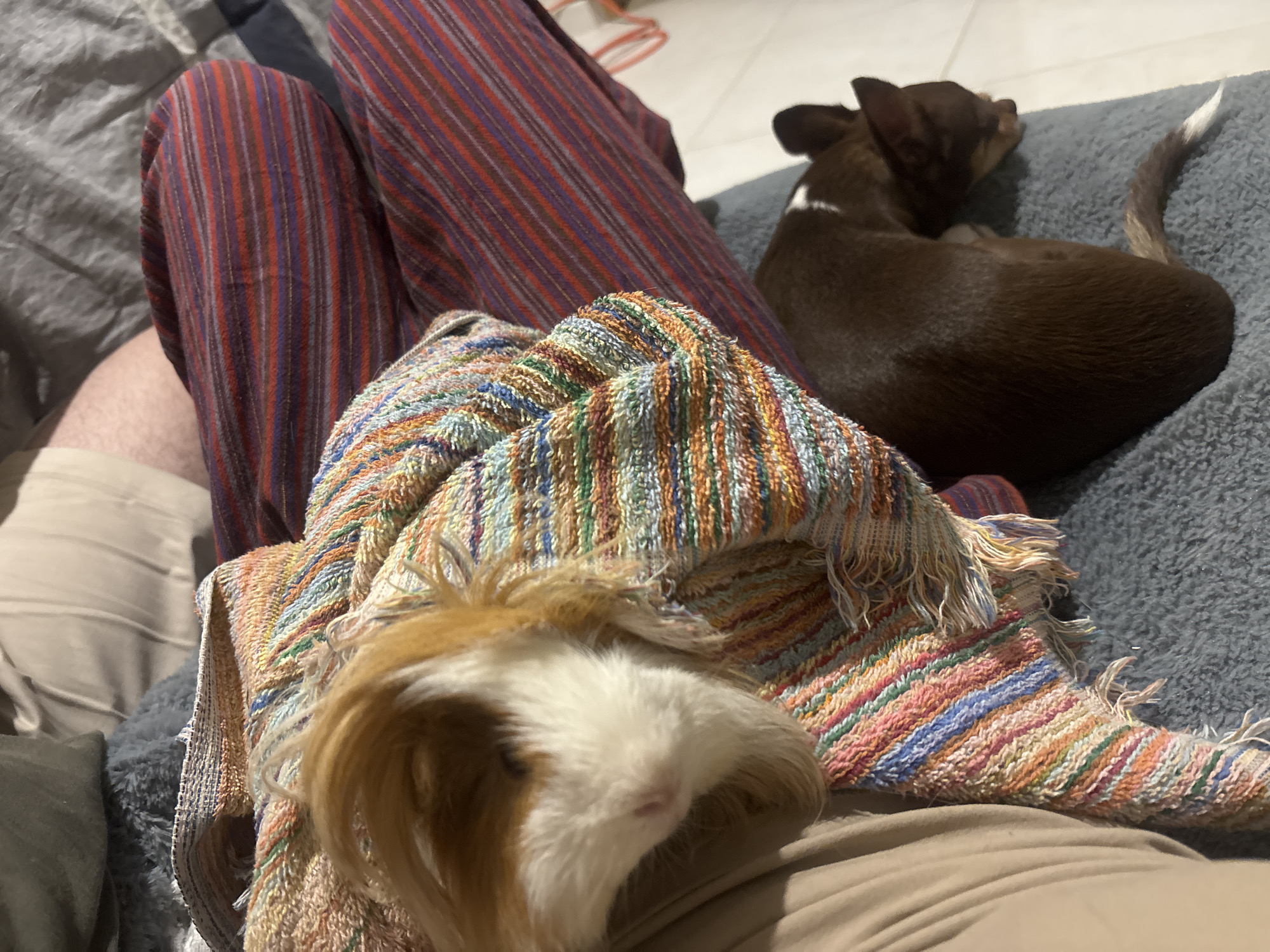 A guinea pig, draped with a colorful striped towel, rests on a person's lap. The person is wearing striped pants and khaki-colored pants. To the right of the guinea pig, a brown and white dog is curled up on a gray, textured surface. The background includes a gray cushion or blanket and tiled flooring. The scene takes place indoors. Location is not apparent from the image.