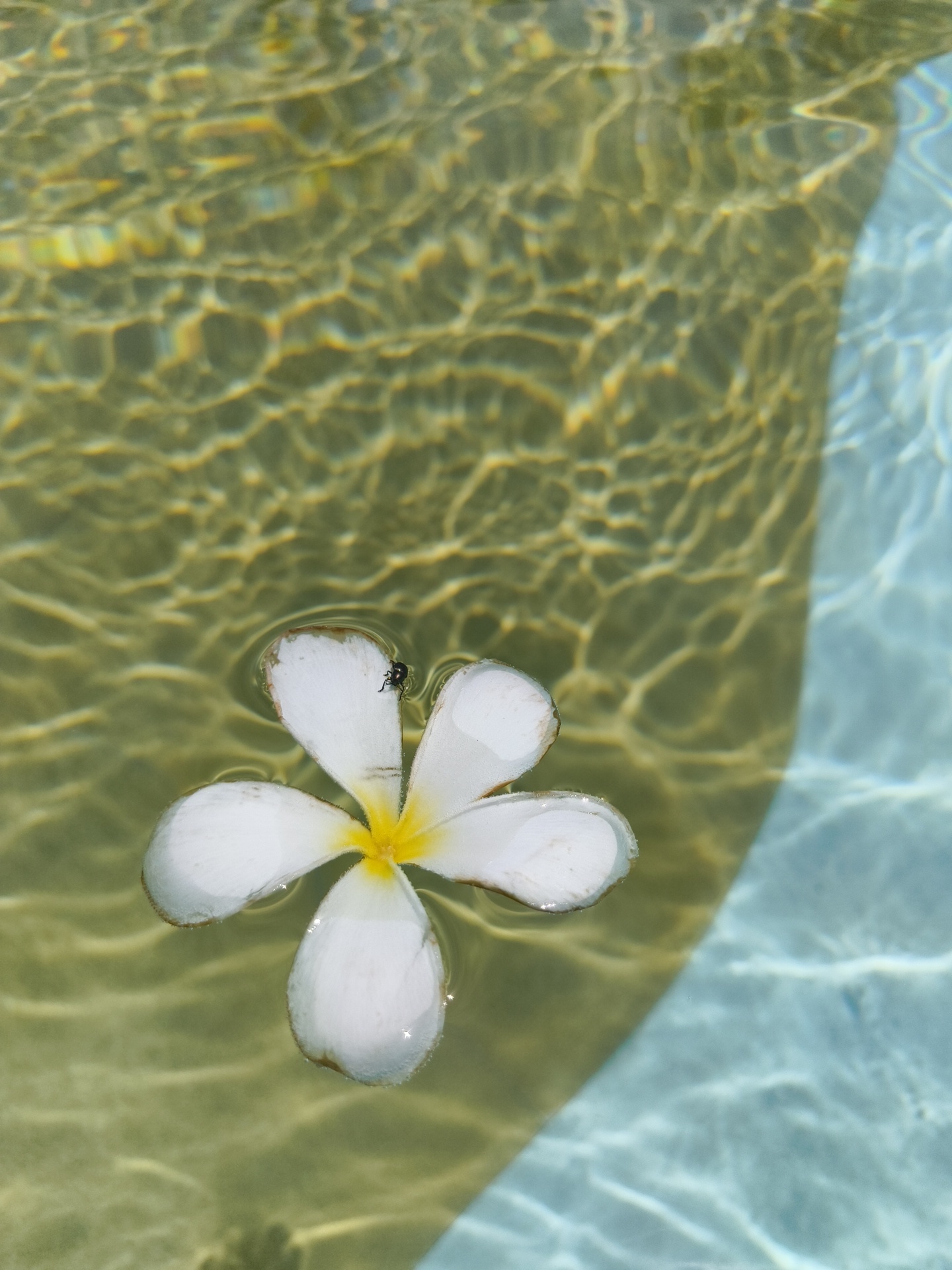 The image shows a white plumeria flower with a yellow center floating in clear blue water, likely a swimming pool. A small black insect is perched on one of the flower's petals. The water surface is rippled, creating a pattern of light and shadow that plays across the bottom of the pool. The scene is likely a tranquil and natural setting, possibly a resort or a private residence in Phú Quốc, Vietnam, a popular tourist destination known for its beaches and tropical flora.