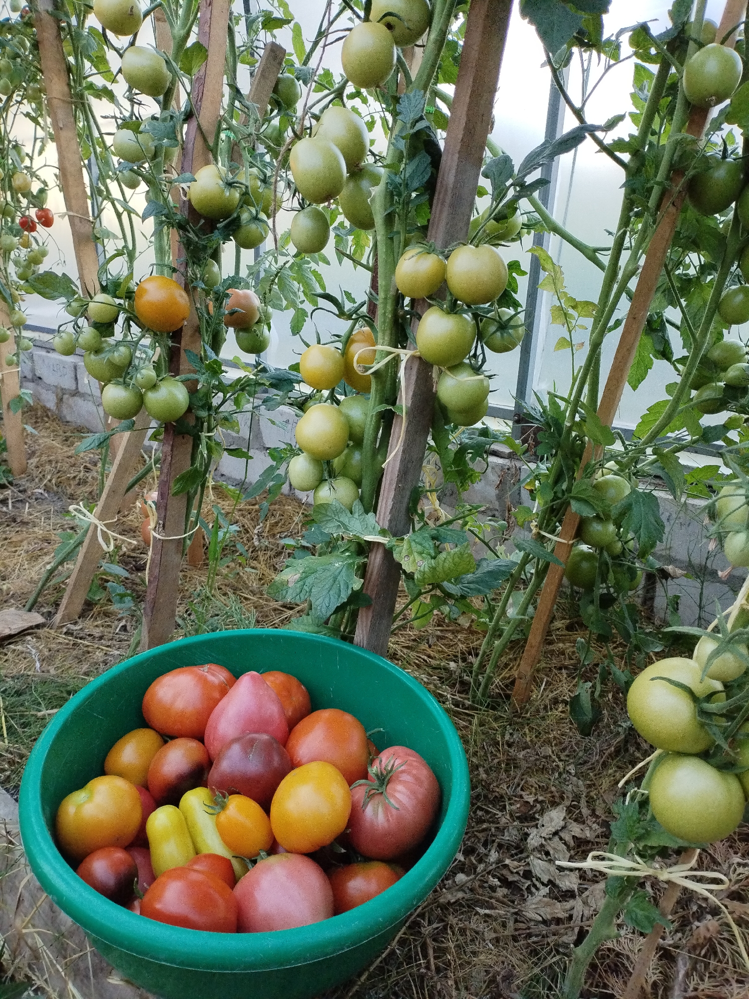 In Bialynichy, Belarus, a green plastic bucket overflowing with ripe tomatoes is positioned in the foreground. The tomatoes are a variety of colors and shapes, including red, orange, yellow, and pink, with some appearing to be heirloom varieties due to their irregular forms. Behind the bucket, tomato plants are growing vertically, supported by wooden stakes and twine. Many green, unripe tomatoes are visible on the vines, interspersed with a few ripe red and orange ones. The plants are located in a greenhouse or a similar enclosed growing space, as indicated by the translucent roofing and brick wall visible in the background. The ground is covered with straw or dried vegetation, suggesting an agricultural or horticultural setting. The lighting indicates it is daytime.