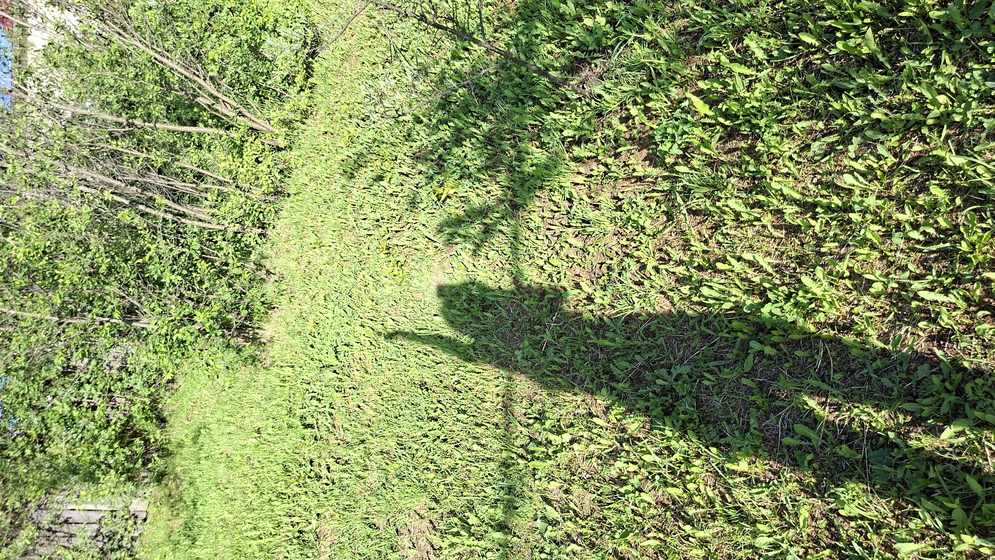 The image shows an outdoor scene in daylight, likely taken in Большой Букор, Russia. A grassy path or clearing is bordered by dense foliage and trees on the left. The shadow of a person pointing or gesturing is visible on the ground. The ground cover is primarily green vegetation, with some variation in texture and color. The trees on the left exhibit a mix of green leaves and bare branches.