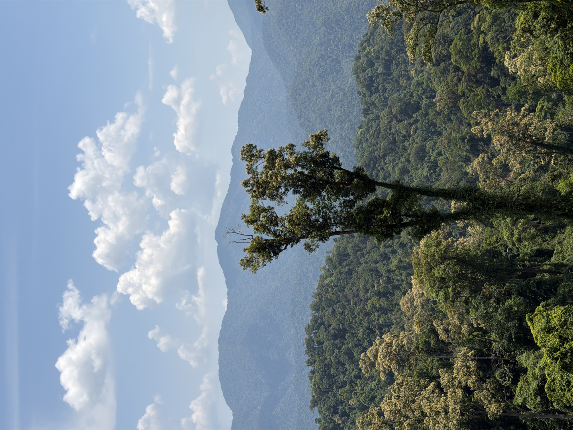 The image shows a landscape of densely forested mountains in Huế, Vietnam. In the foreground, tall trees with a mix of green and yellowish foliage are visible. Beyond them, the view extends to a series of layered mountain ranges, their peaks receding into the distance and appearing hazy blue due to atmospheric perspective. The sky is bright blue with scattered puffy white clouds. There are no visible people or animals.