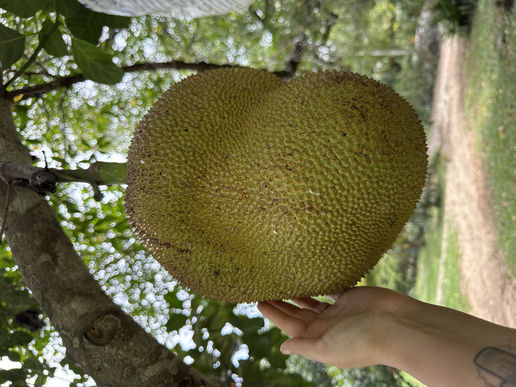 The image shows a large, unripe jackfruit hanging from a tree branch, being held by a person's hand. The jackfruit is green and covered in small, pointed bumps. The tree is located outdoors, possibly in the city of Baan Don Sai, Thailand, based on the image context. The background includes blurred foliage and a glimpse of a path or road. The person's hand is pale and has a tattoo on the wrist. The overall lighting suggests it is daytime.