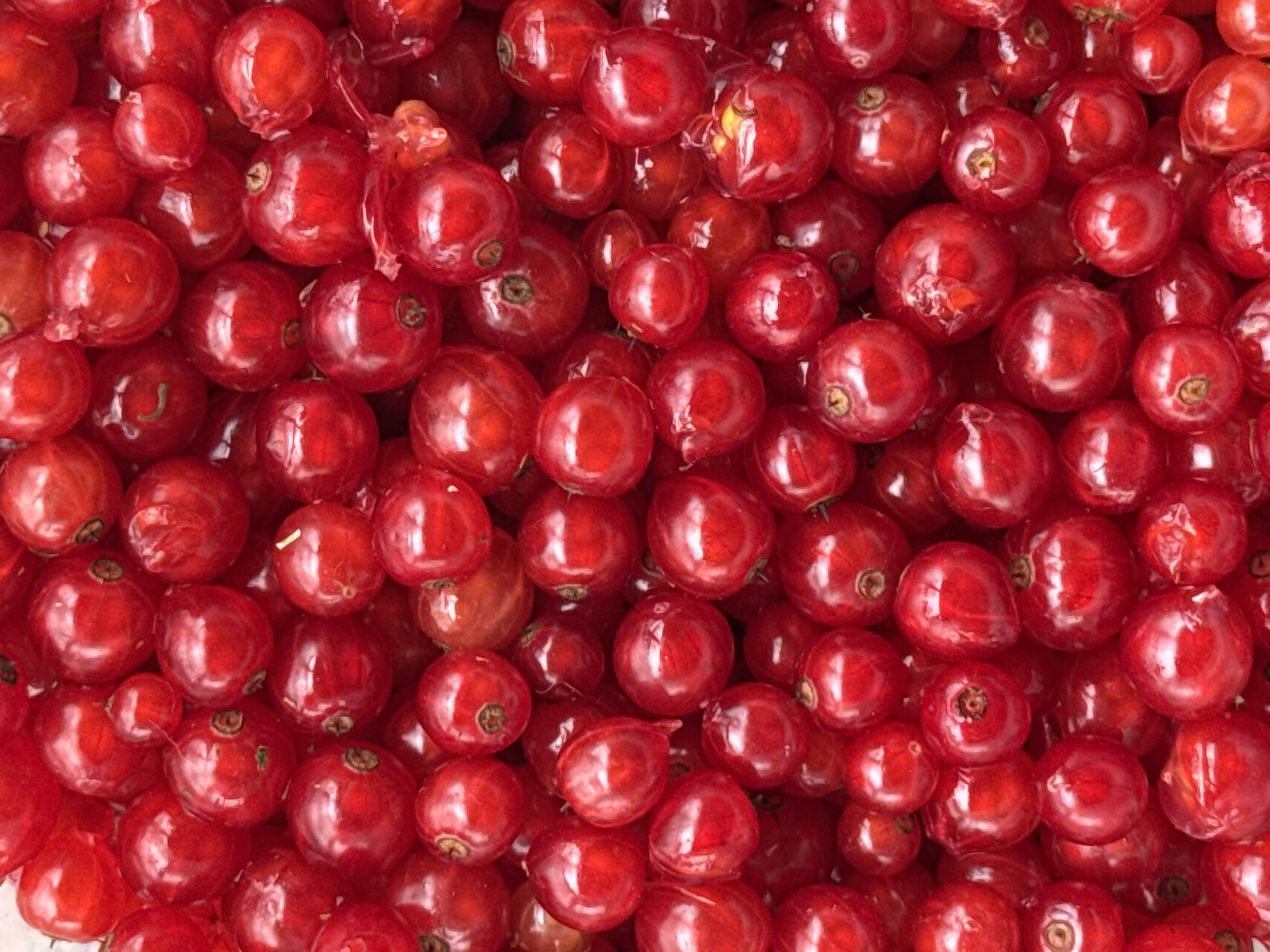 The image is a close-up, overhead shot of a large pile of ripe red currants. The berries are round and appear to be fresh, with a glossy sheen. They are packed densely together, filling the entire frame. There are no people, animals, or other objects visible in the image. The background is not discernible due to the overwhelming presence of the currants. The specific location in the city of Подолино Ст, Russia, is not identifiable from the image itself.