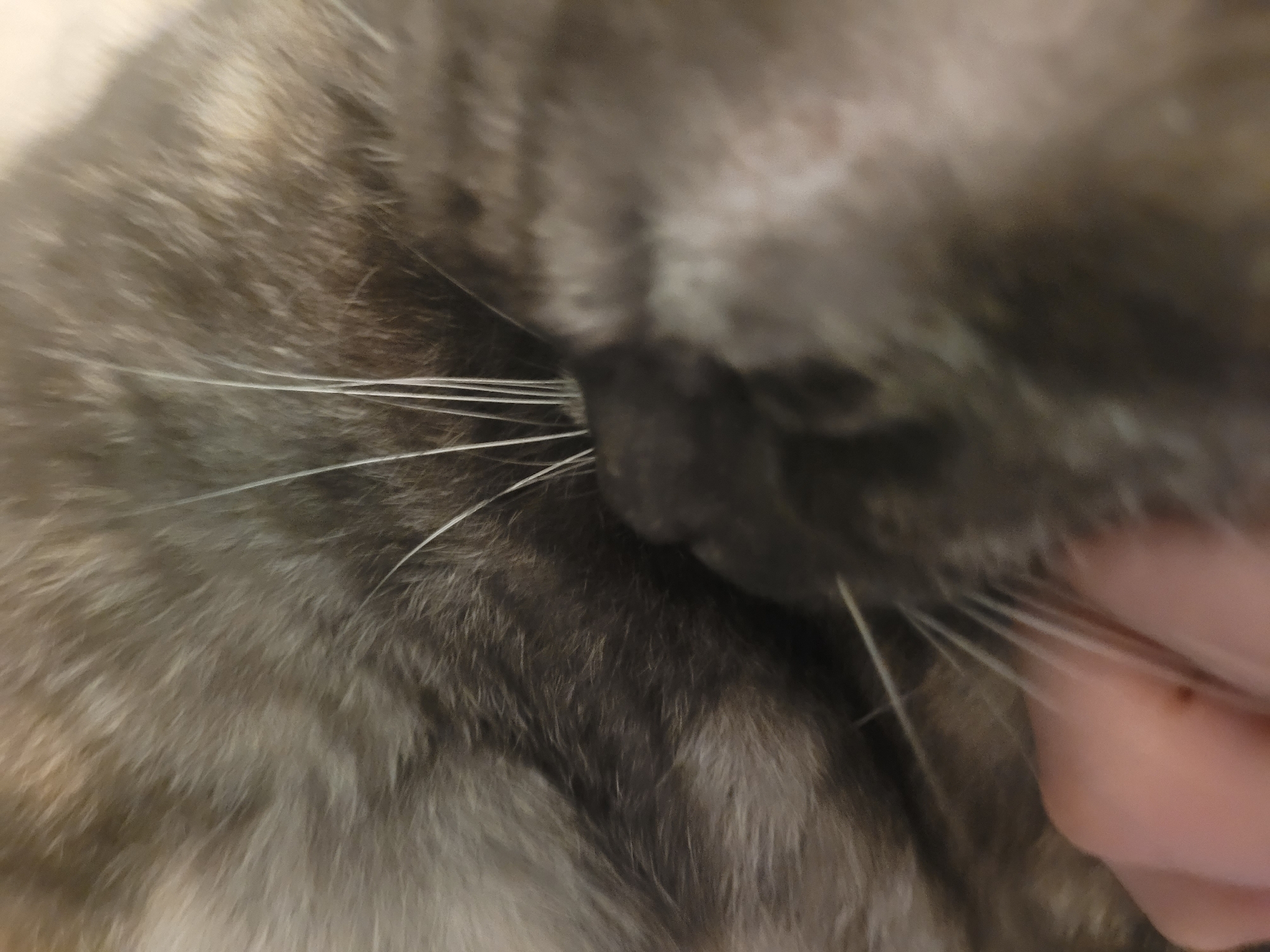The image is a close-up shot of a cat's face. Visible are the cat's nose, whiskers, and fur. A human hand is also present, seemingly touching the cat's fur near its whiskers. The location of Izhevsk, Russia, is not verifiable from the image.