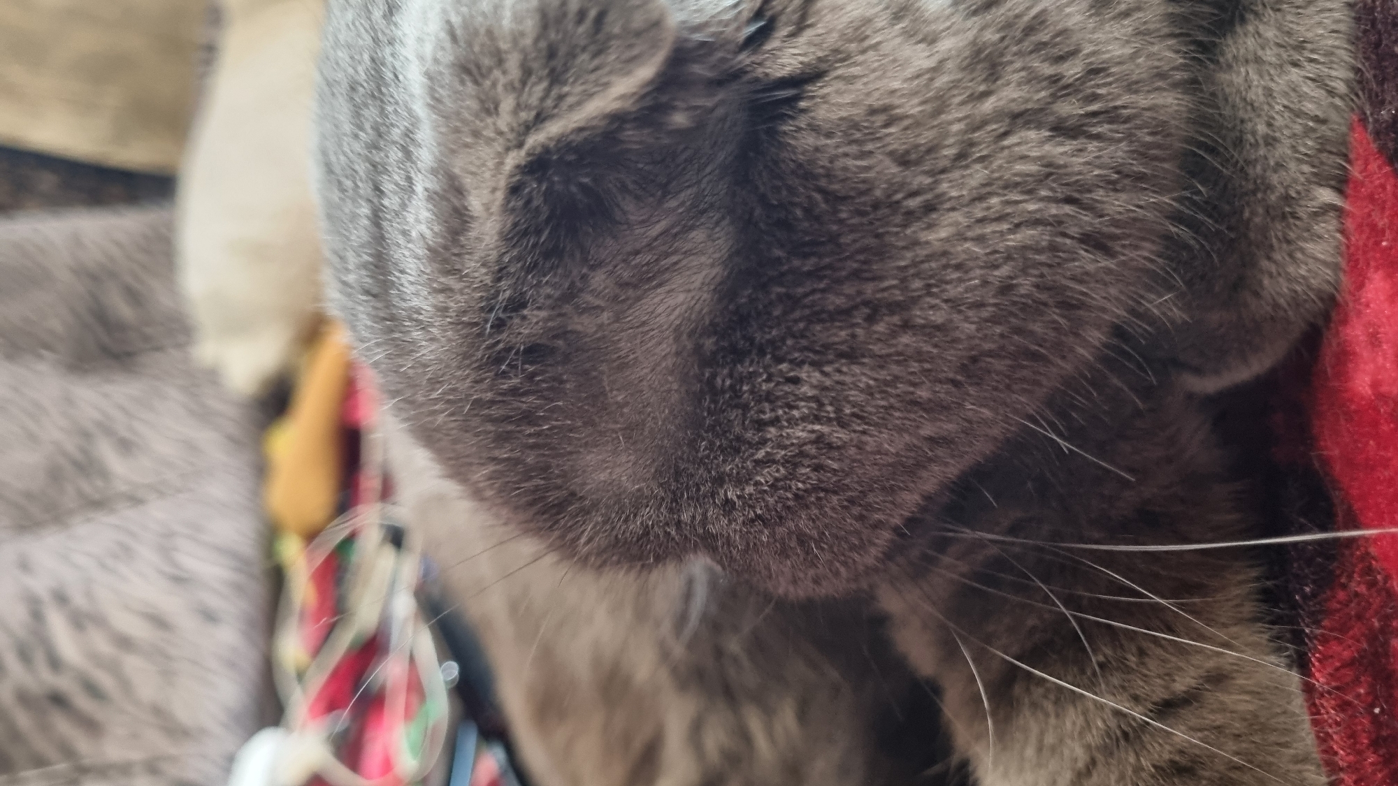 The image is a close-up shot of a grey cat's face, with its fur detailed and its whiskers prominent. The cat appears to be lying down on a red, patterned surface, possibly a blanket. In the background, out of focus, are what appear to be other soft furnishings or possibly other pets. The lighting suggests an indoor setting. There is no discernible location information within the image to associate it with Vysokoe, Russia.