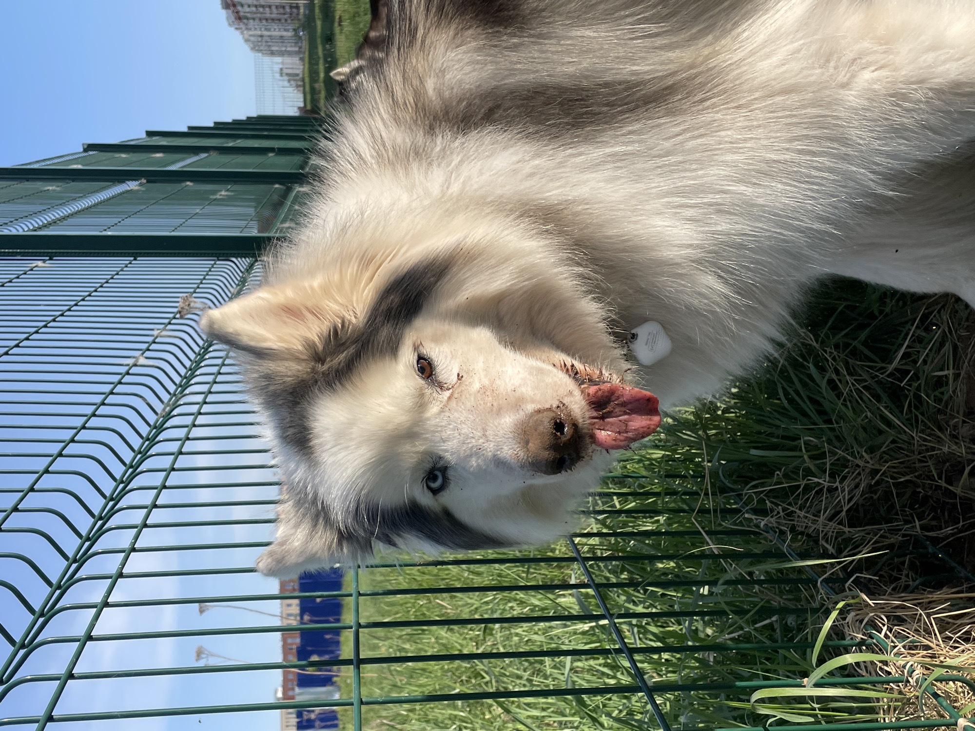 A fluffy, white and gray Husky dog is positioned close to a green, metal fence. The dog's face is visible, including its tongue, which is hanging out. The background reveals green grass and a building in the distance. The photo was taken in an outdoor setting. There is no identifying data in the image to confirm the city of Izhevsk, Russia.