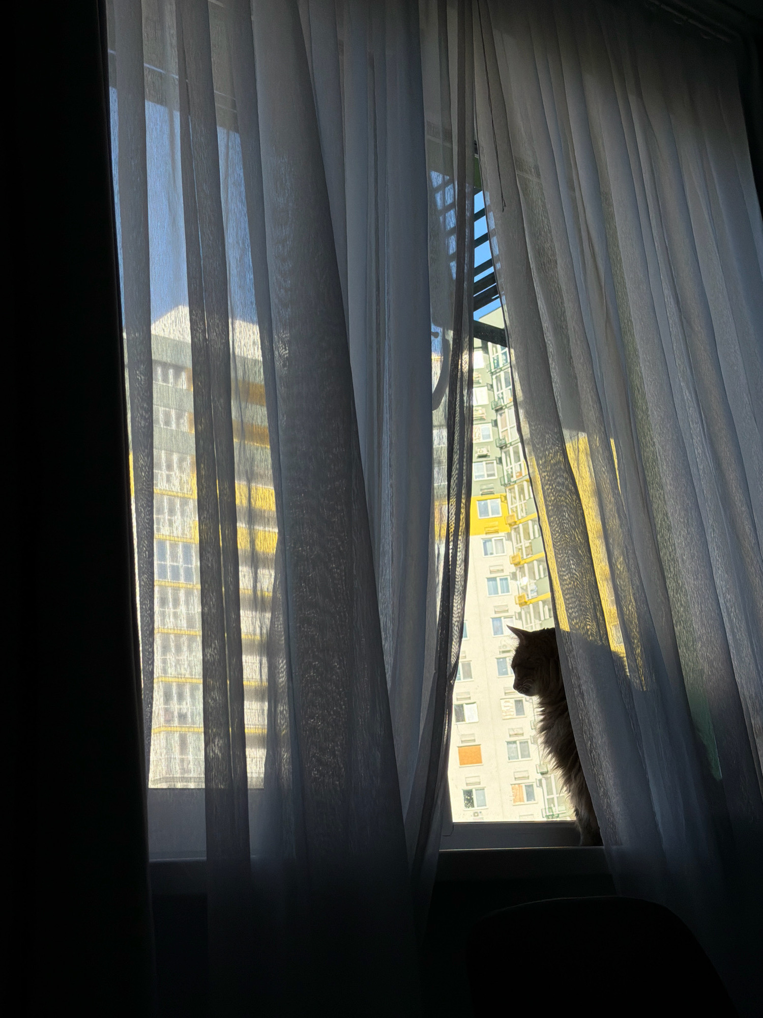 A long-haired, ginger-colored cat is perched on a windowsill, looking out a window partially obscured by sheer white curtains. The cat is silhouetted by bright sunlight. Outside the window, a tall, modern apartment building with a yellow and grey facade is visible. The building has numerous windows. The scene is indoors, likely in an apartment, with the sunlight indicating it is daytime. There is no visible indication of the specific location within Kyiv, Ukraine.